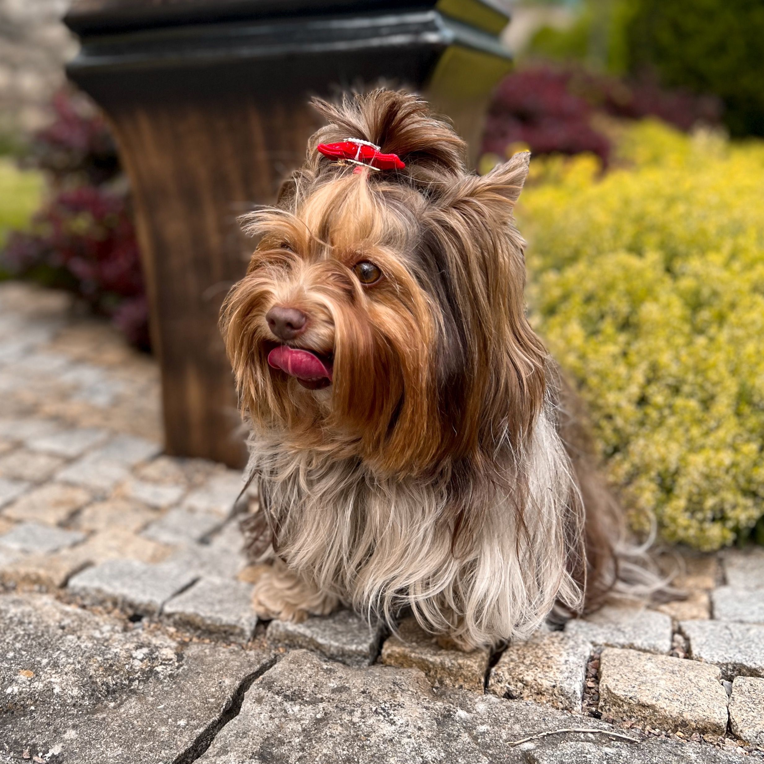 Soutěžní fotografie - Valerie,  Yorkšírský terier