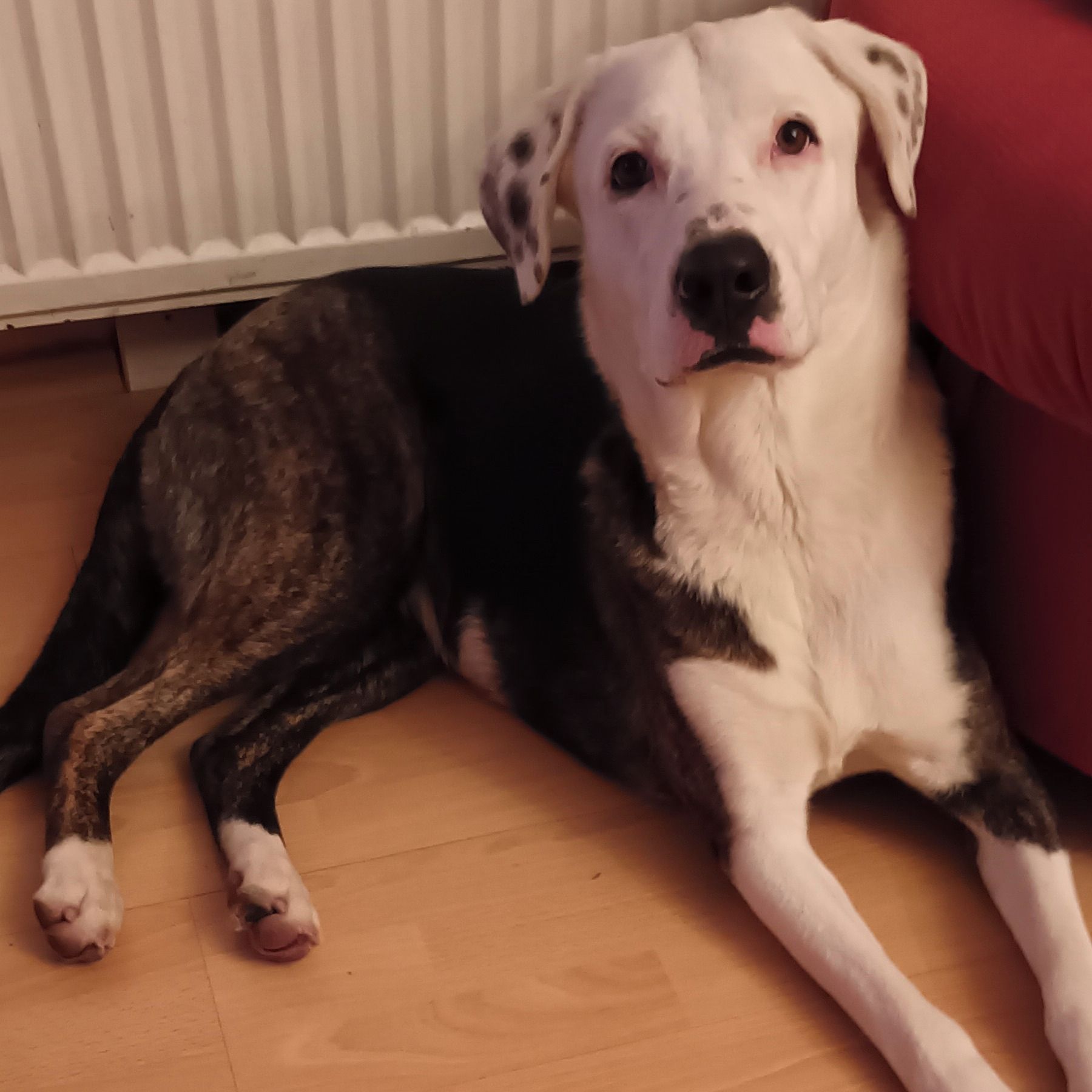 Soutěžní fotografie - Bella,  Ostatní