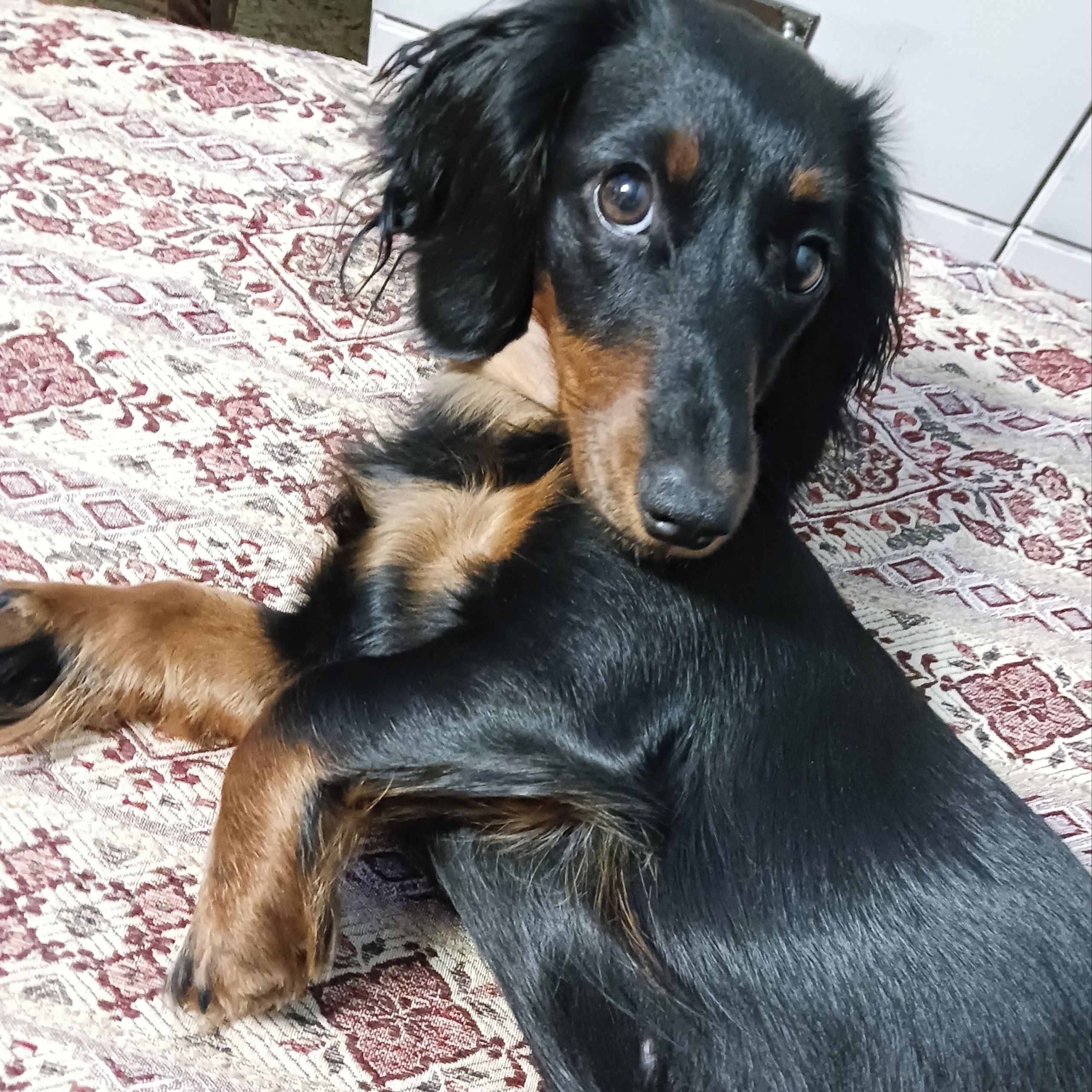 Soutěžní fotografie - Pepinka,  Jezevčík