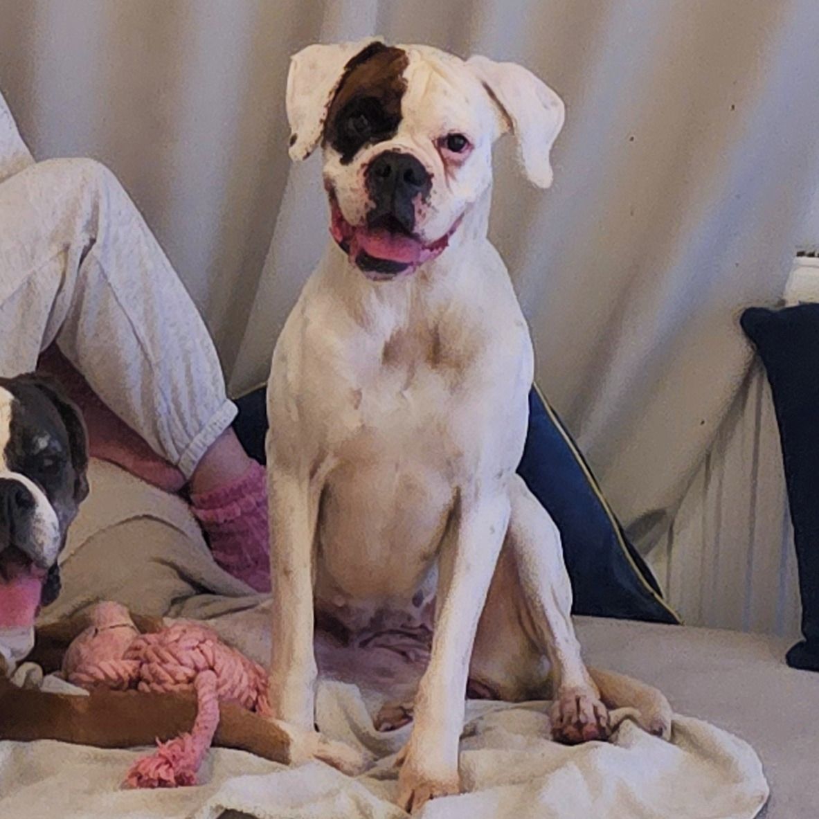 Soutěžní fotografie - Sia,  Německý boxer