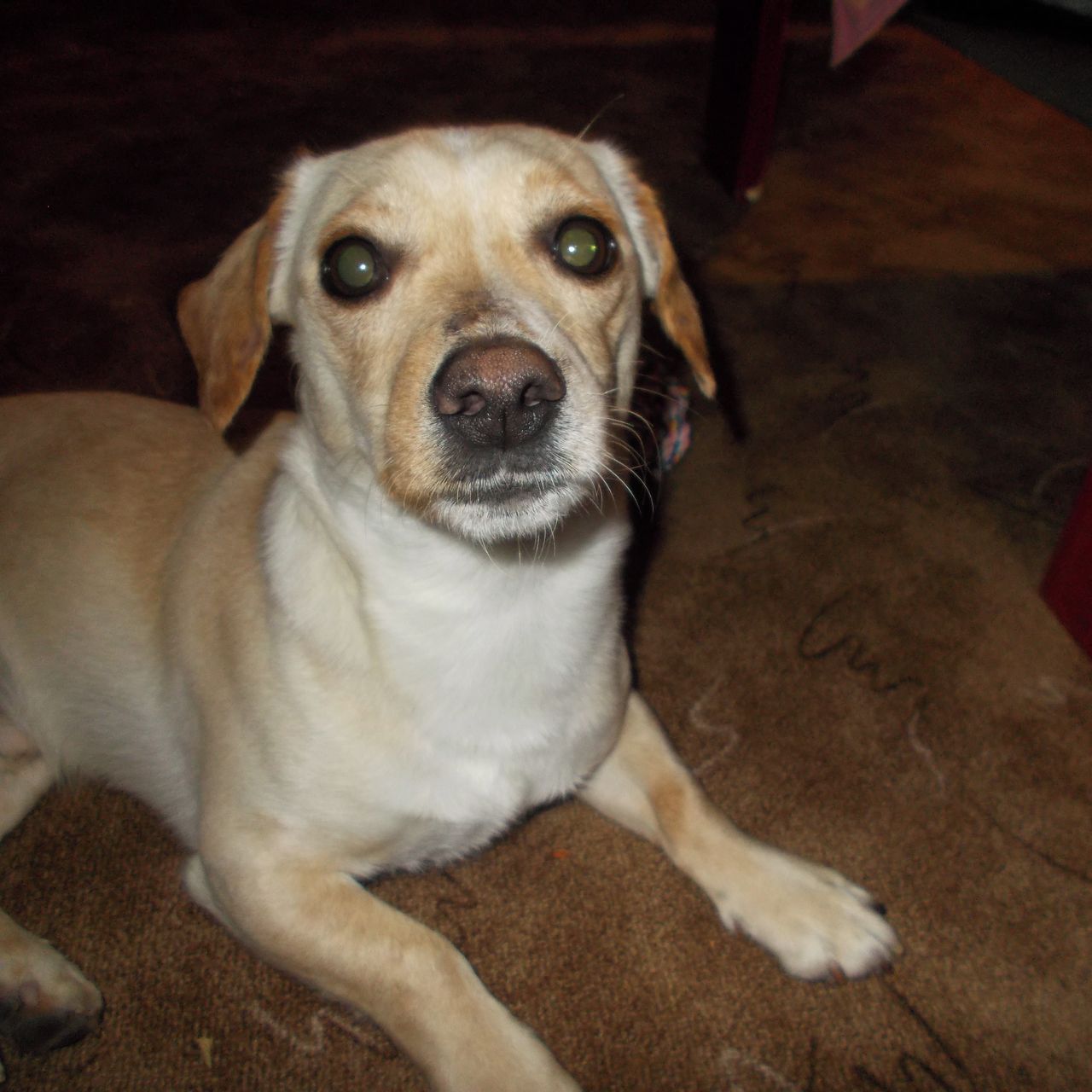 Soutěžní fotografie - Bertík,  Ostatní