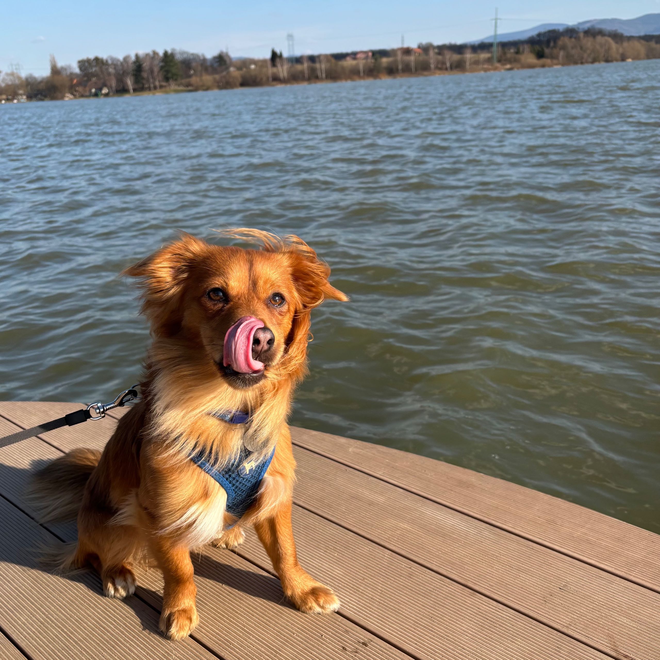 Soutěžní fotografie - Buddy,  Jezevčík