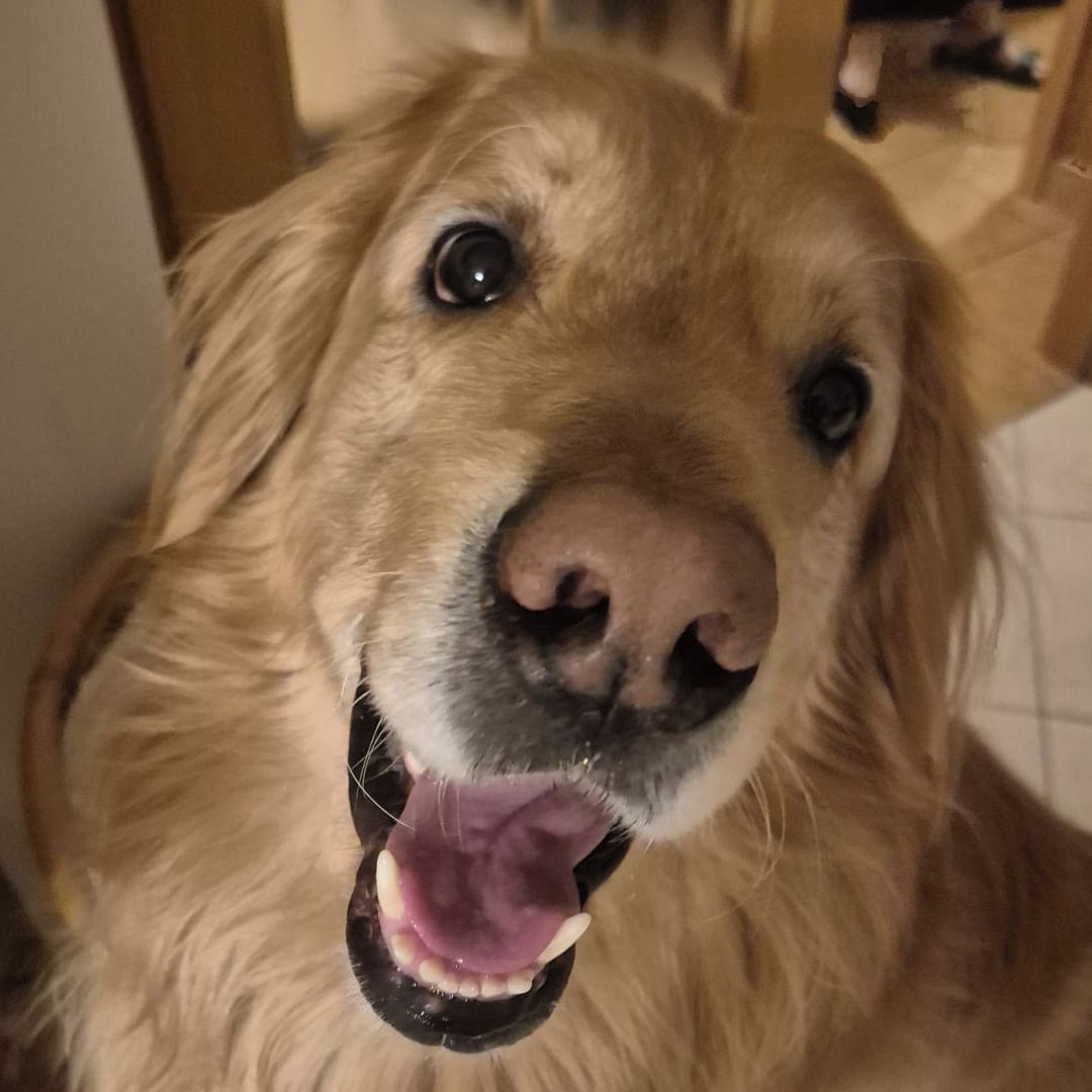 Soutěžní fotografie - ALAN,  Hovawart