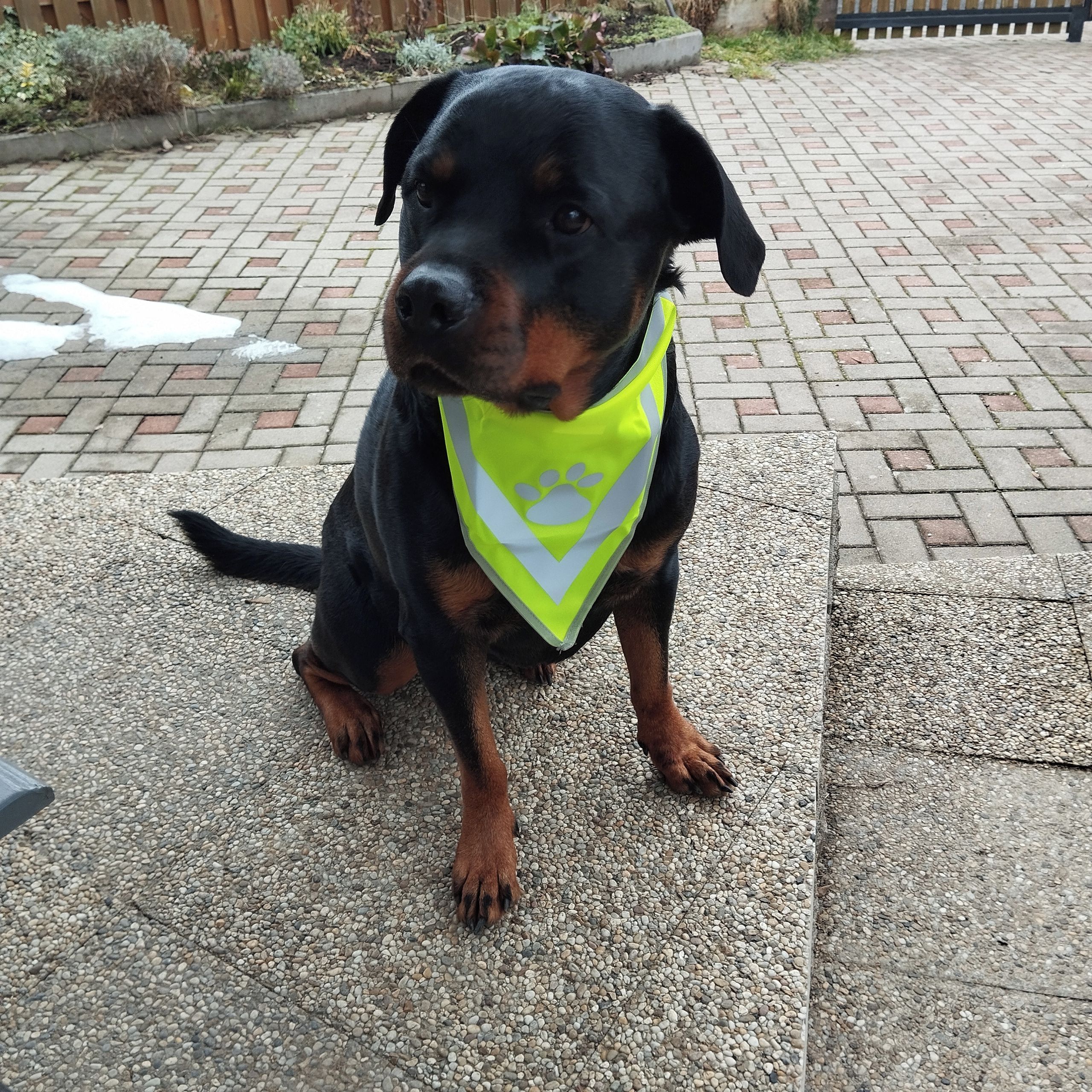 Soutěžní fotografie - Brenda,  Rotvajler