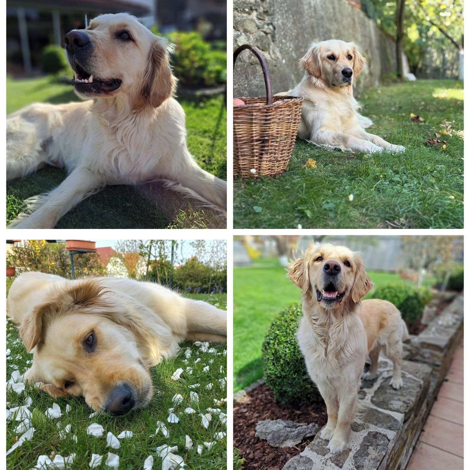 Soutěžní fotografie - Annie,  Zlatý retriever