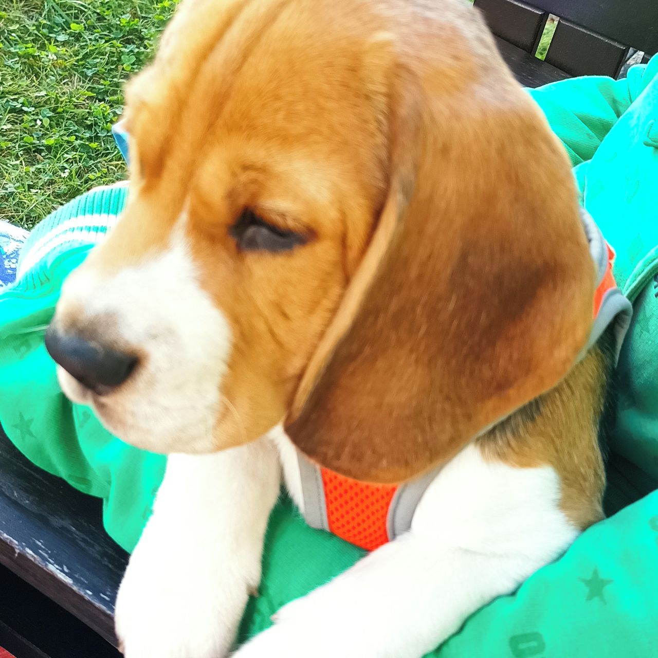 Soutěžní fotografie - Bedřich,  Beagle