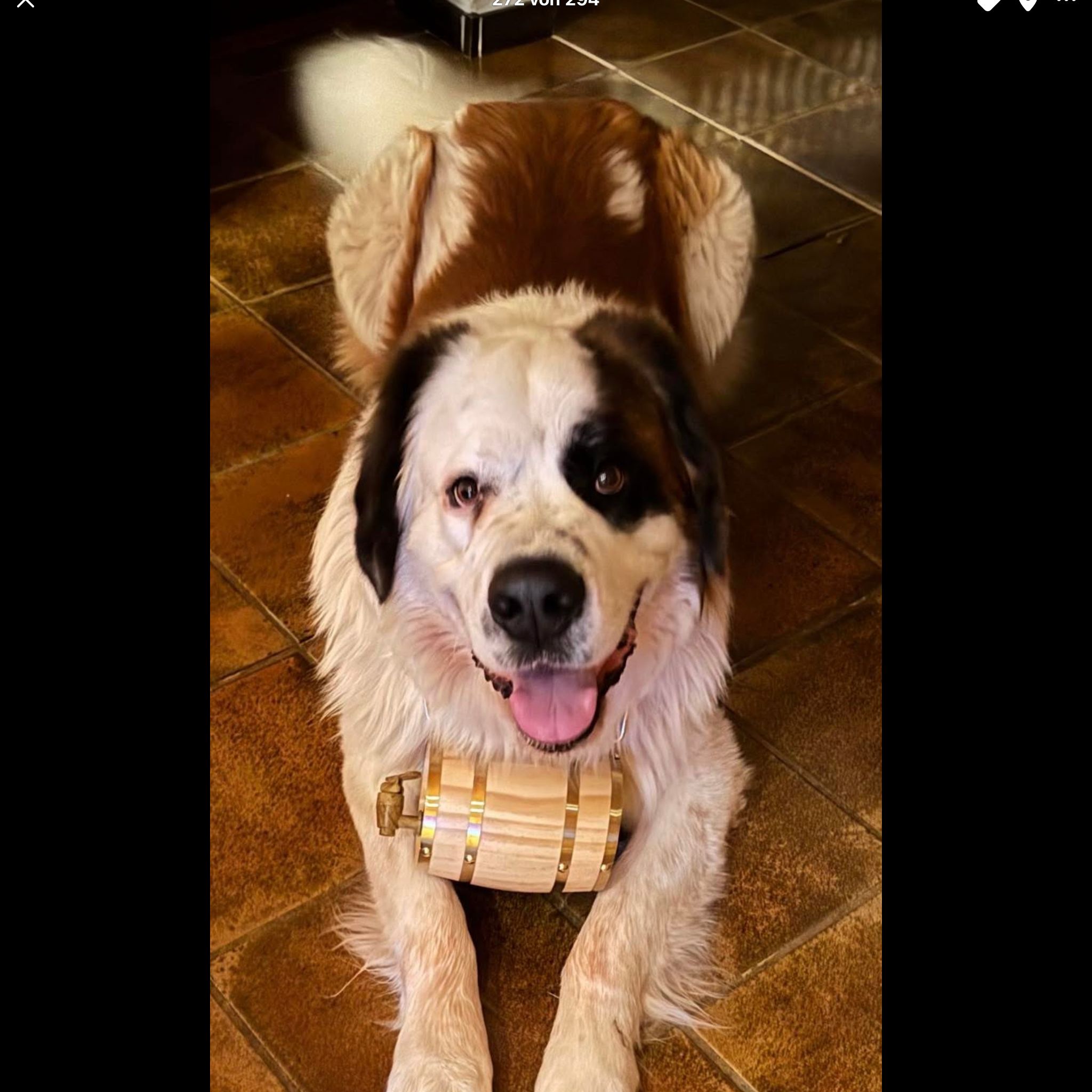 Soutěžní fotografie - Benny,  Svatobernardský pes