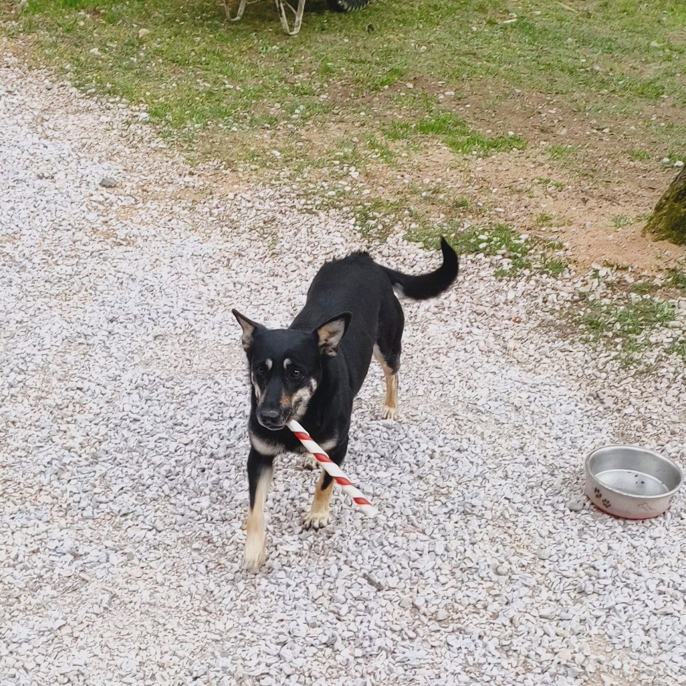 Soutěžní fotografie - Bella,  Australská kelpie