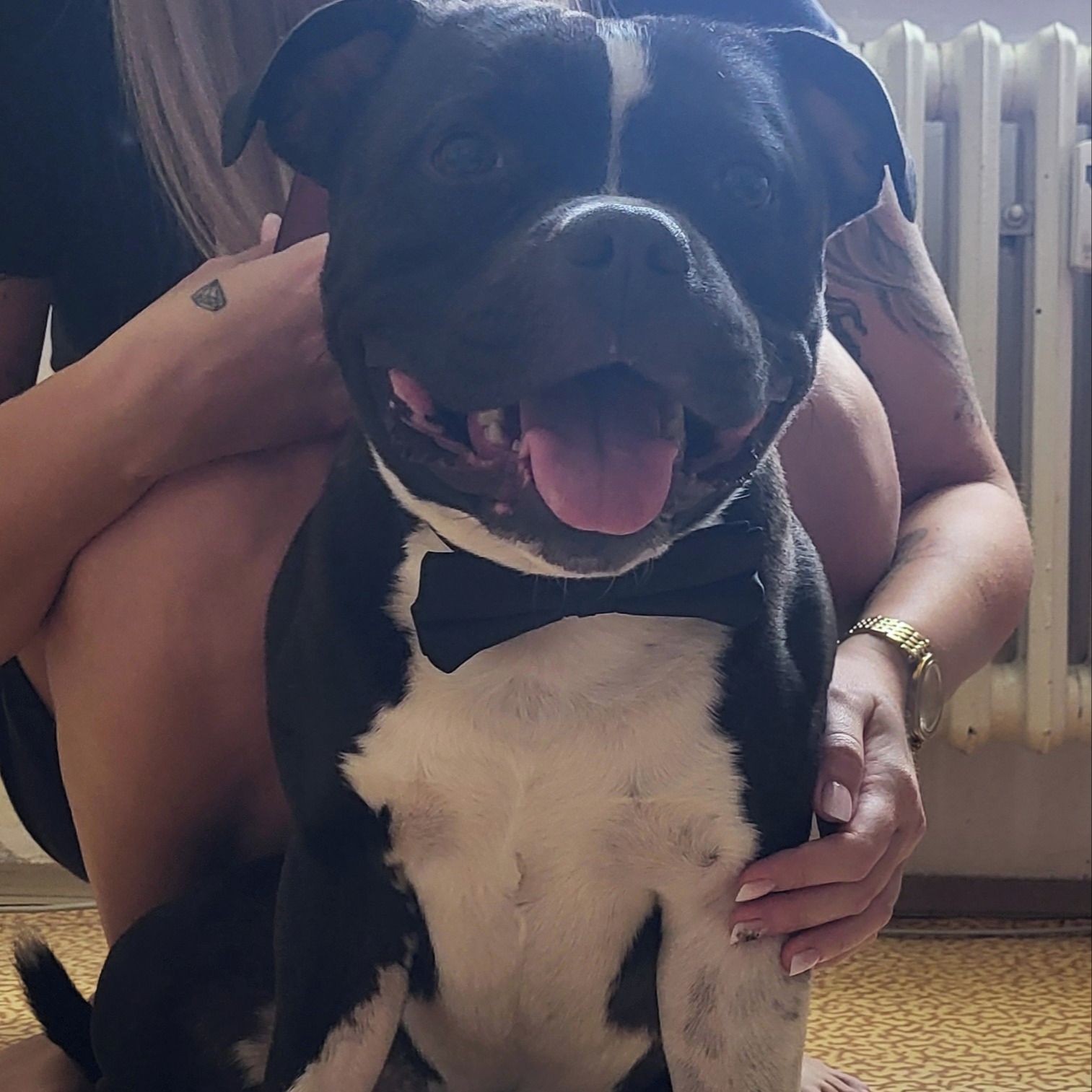 Soutěžní fotografie - Macambo,  Stafordšírský bullterier