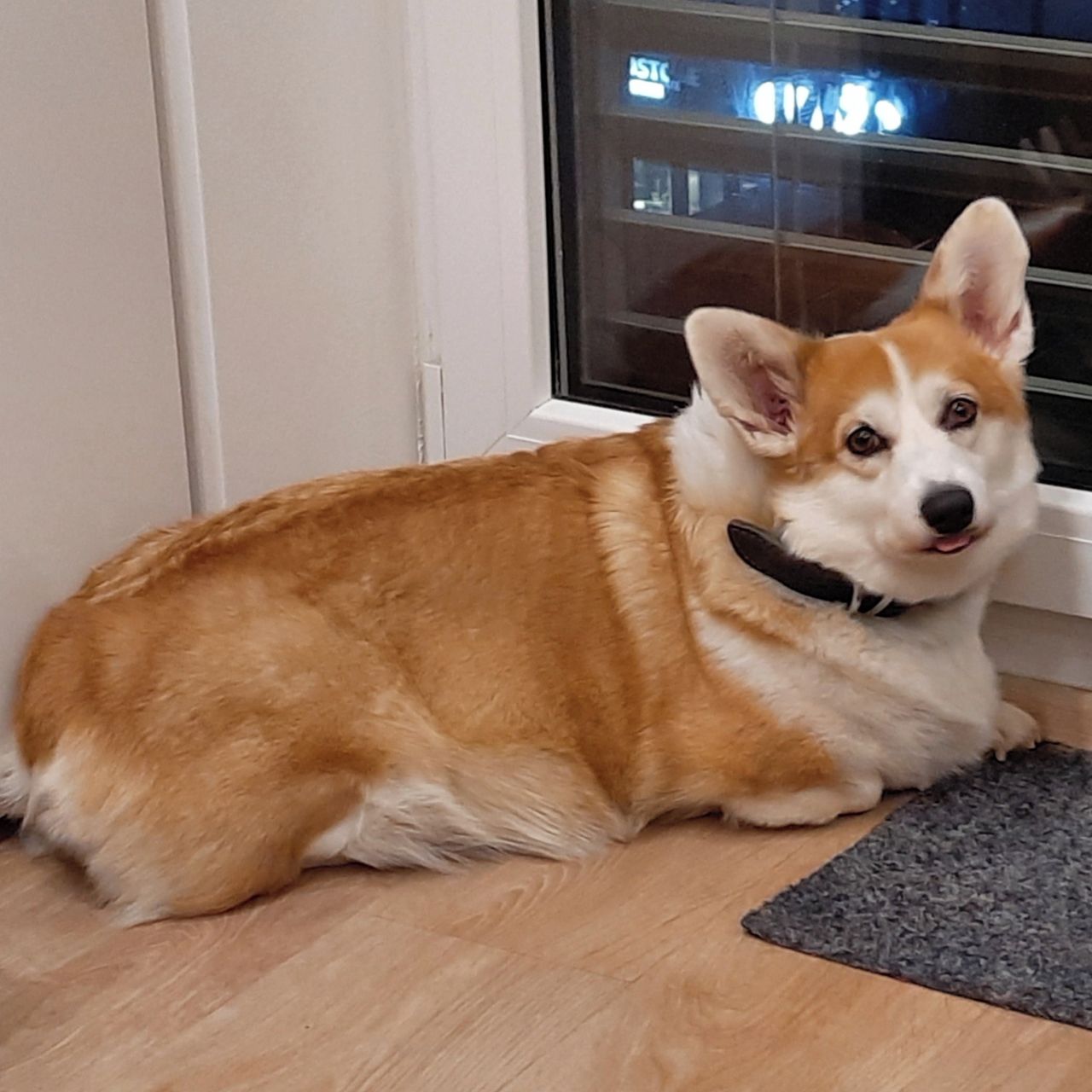 Soutěžní fotografie - BARBARISKA FOR ALEANT MY BRILLIANT MY PR,  Welsh Corgi Pembroke