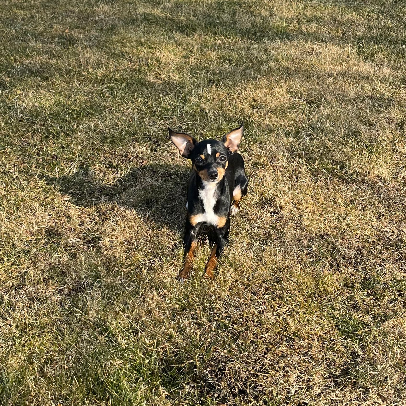 Soutěžní fotografie - Bucky,  Pražský krysařík