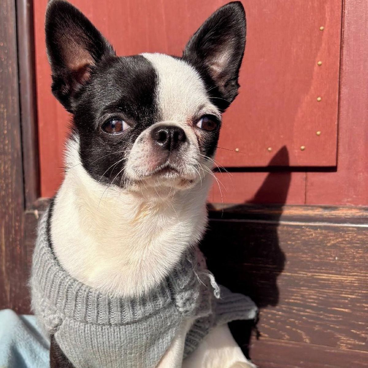 Soutěžní fotografie - Etnise Ludwik Star - Etík,  Čivava