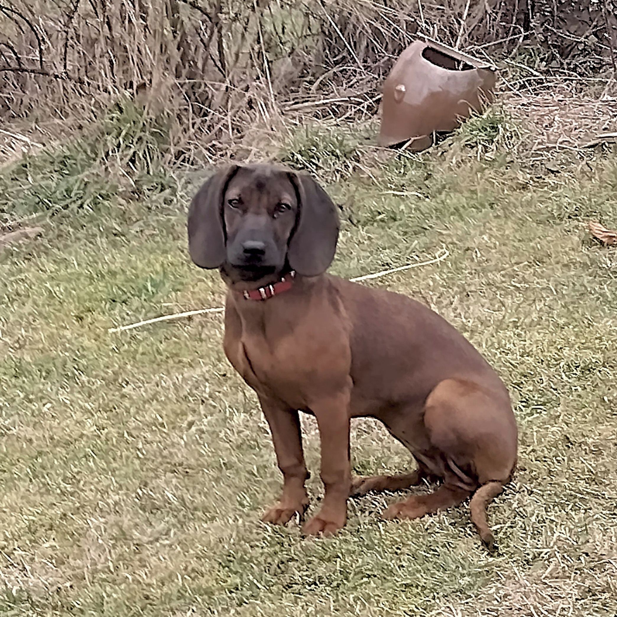 Soutěžní fotografie - Elsa,  Bavorský barvář