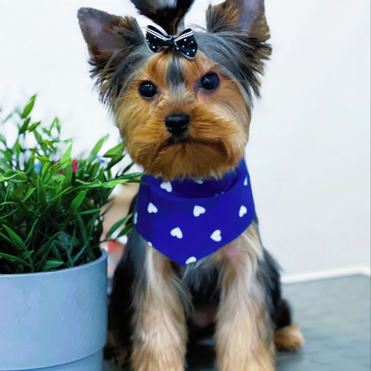 Soutěžní fotografie - Beník,  Yorkšírský terier