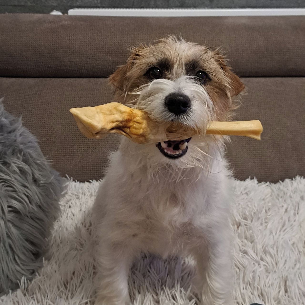 Soutěžní fotografie - Matylda,  Jack Russell Teriér