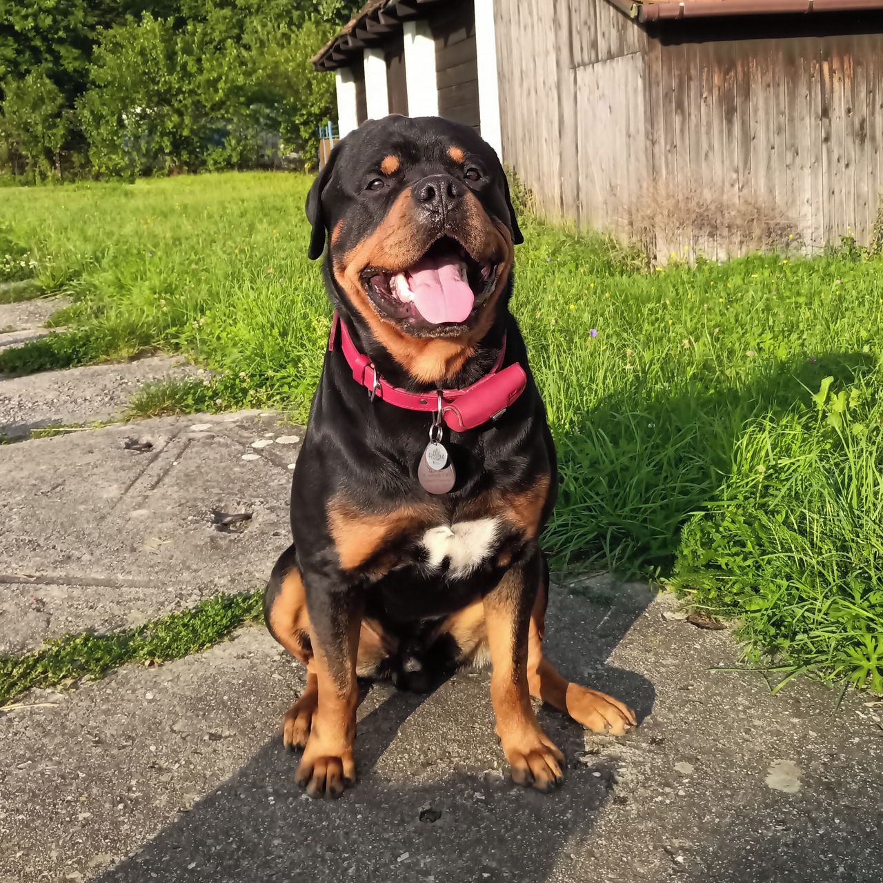 Soutěžní fotografie - Usměvavý Uličník od Kačky - Keník,  Rotvajler