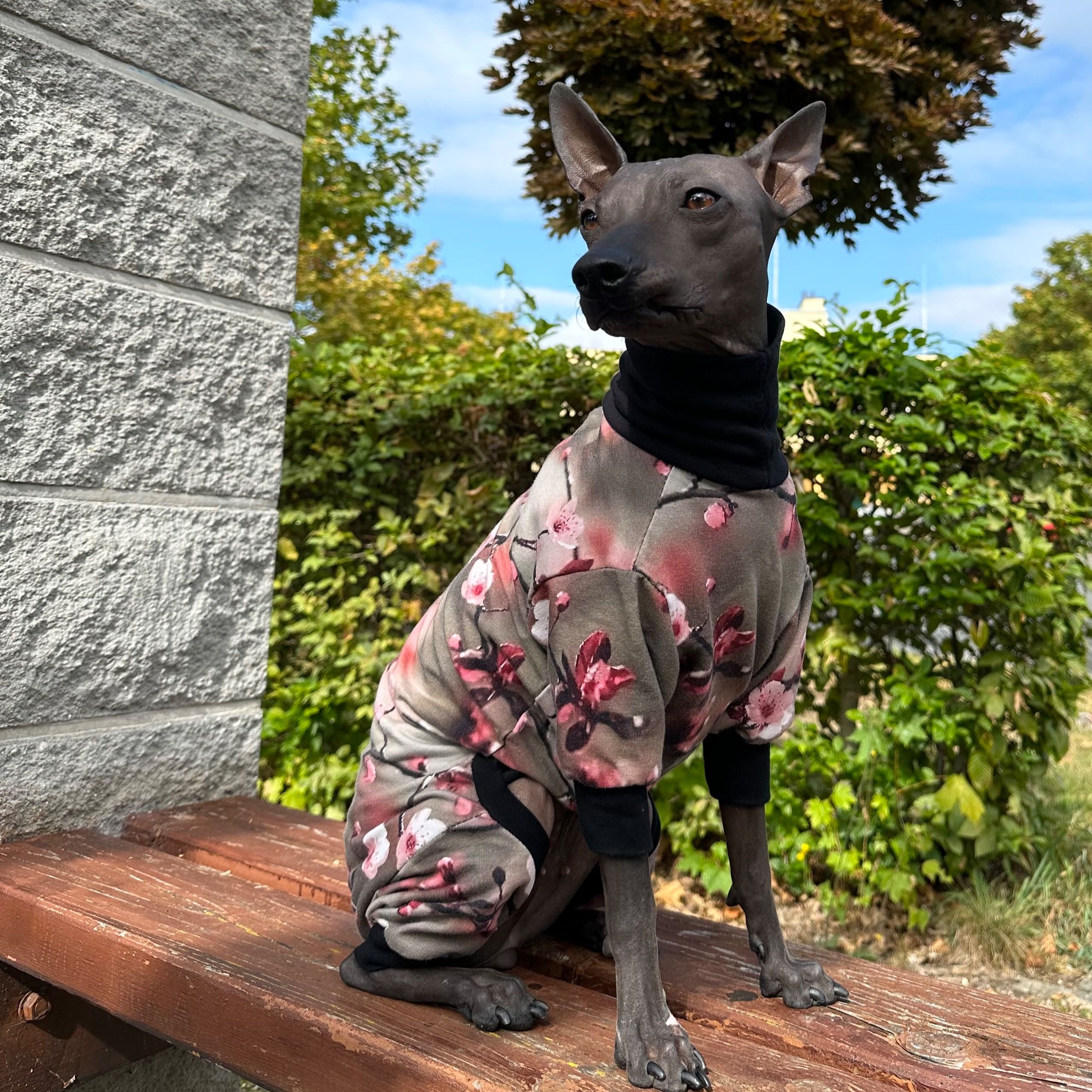 Soutěžní fotografie - Assisi Aura,  Americký bezsrstý terier