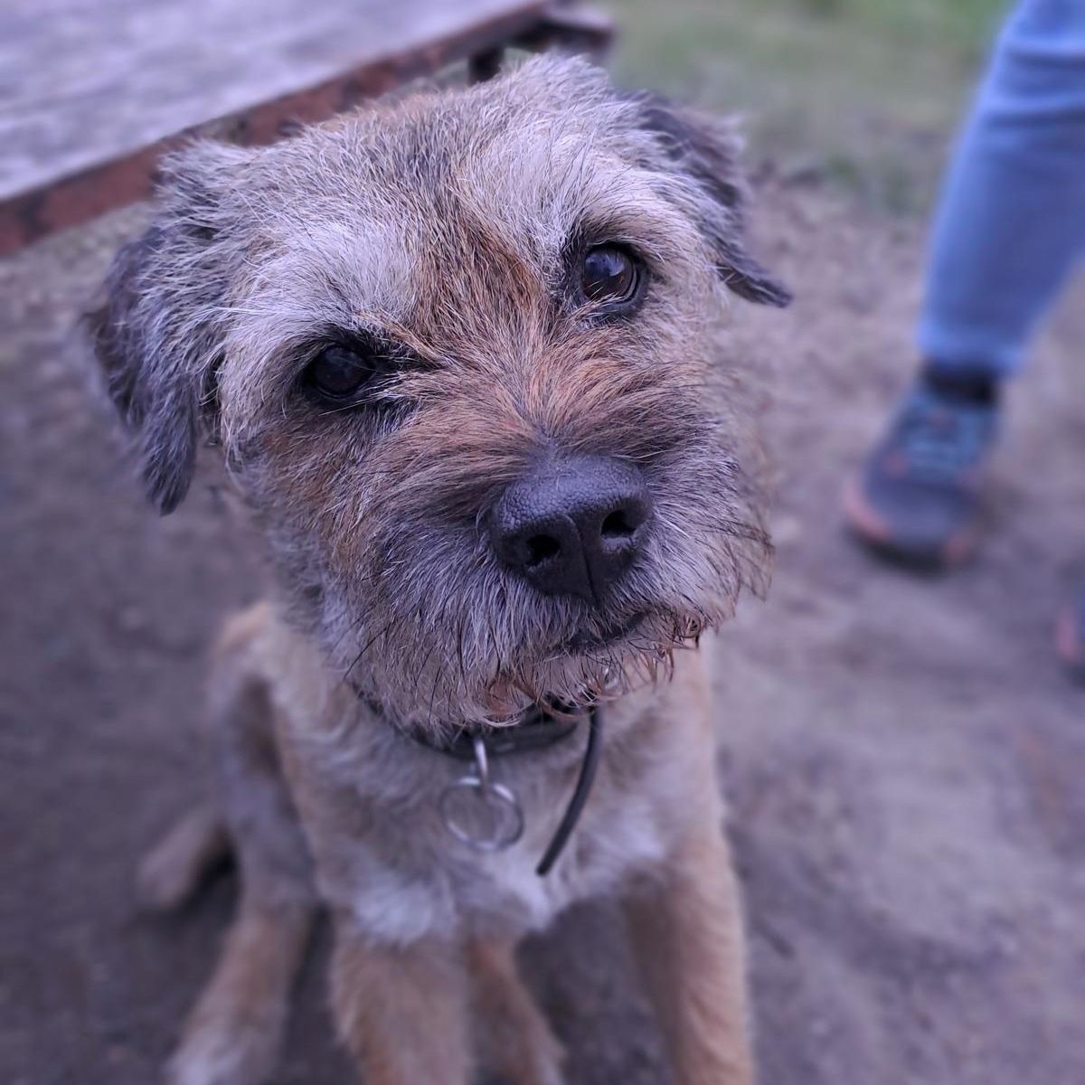 Soutěžní fotografie - Bruno Muzika,  Border terier