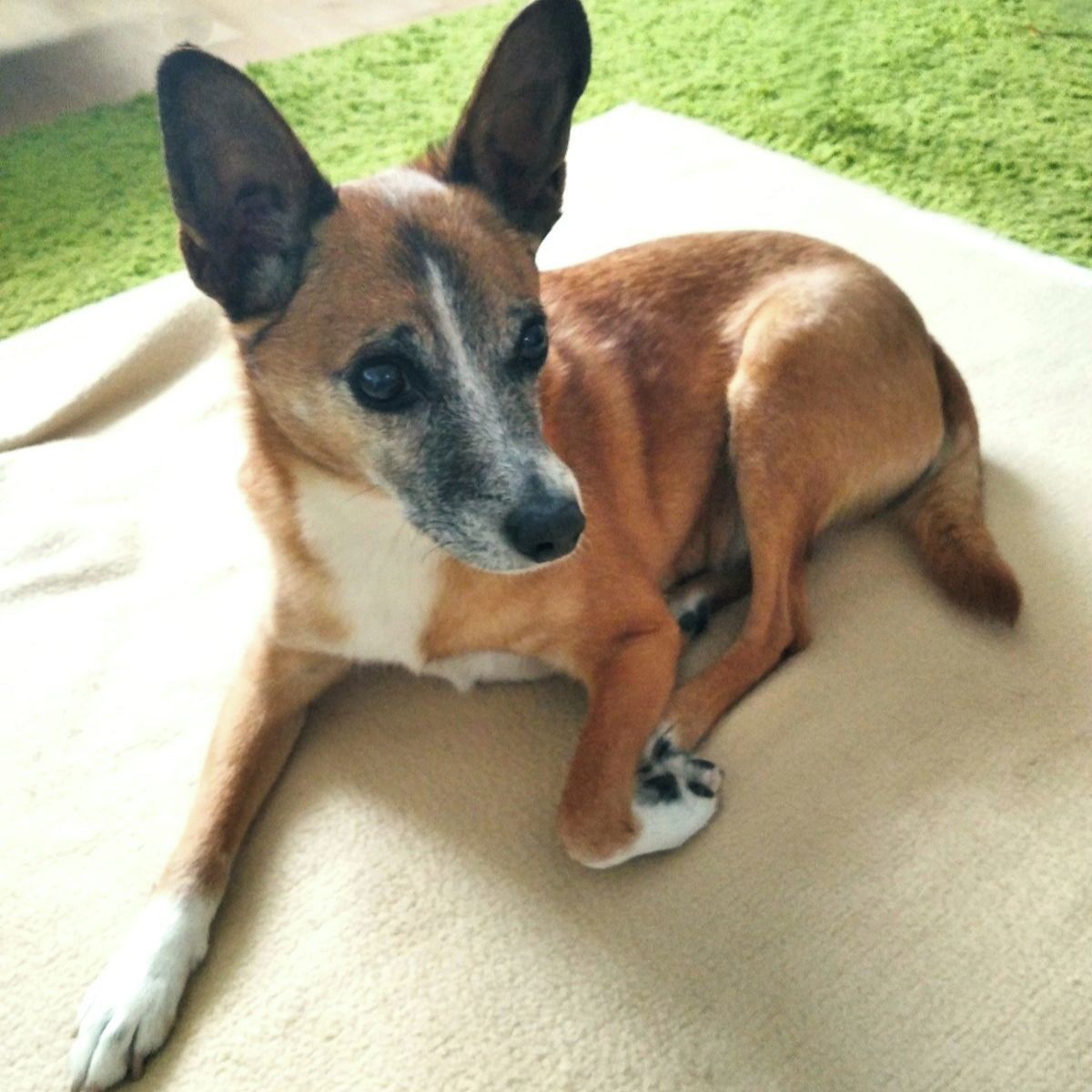 Soutěžní fotografie - Wolker,  Portugalský podengo