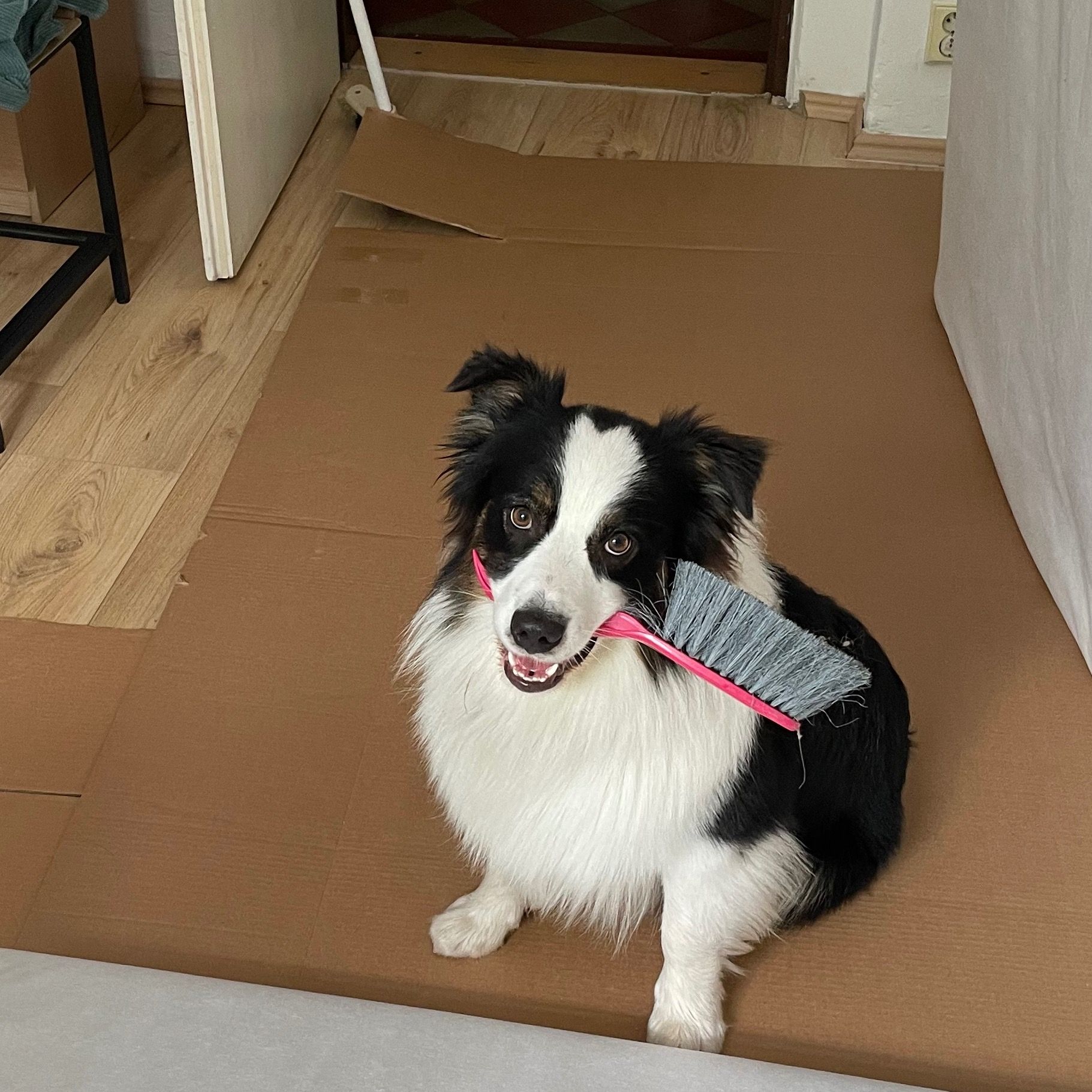 Soutěžní fotografie - Bady,  Australský ovčák