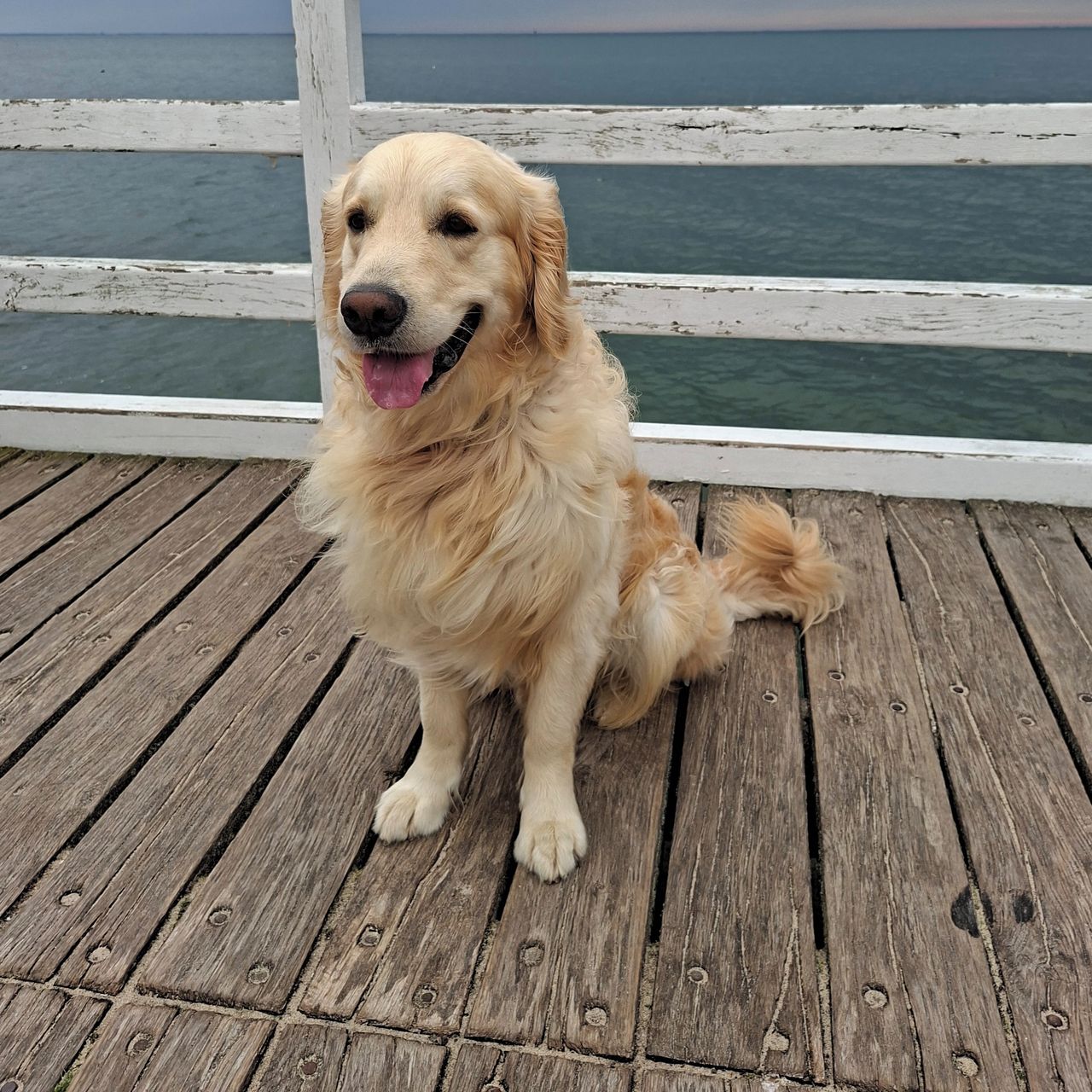 Soutěžní fotografie - Tim,  Zlatý retriever