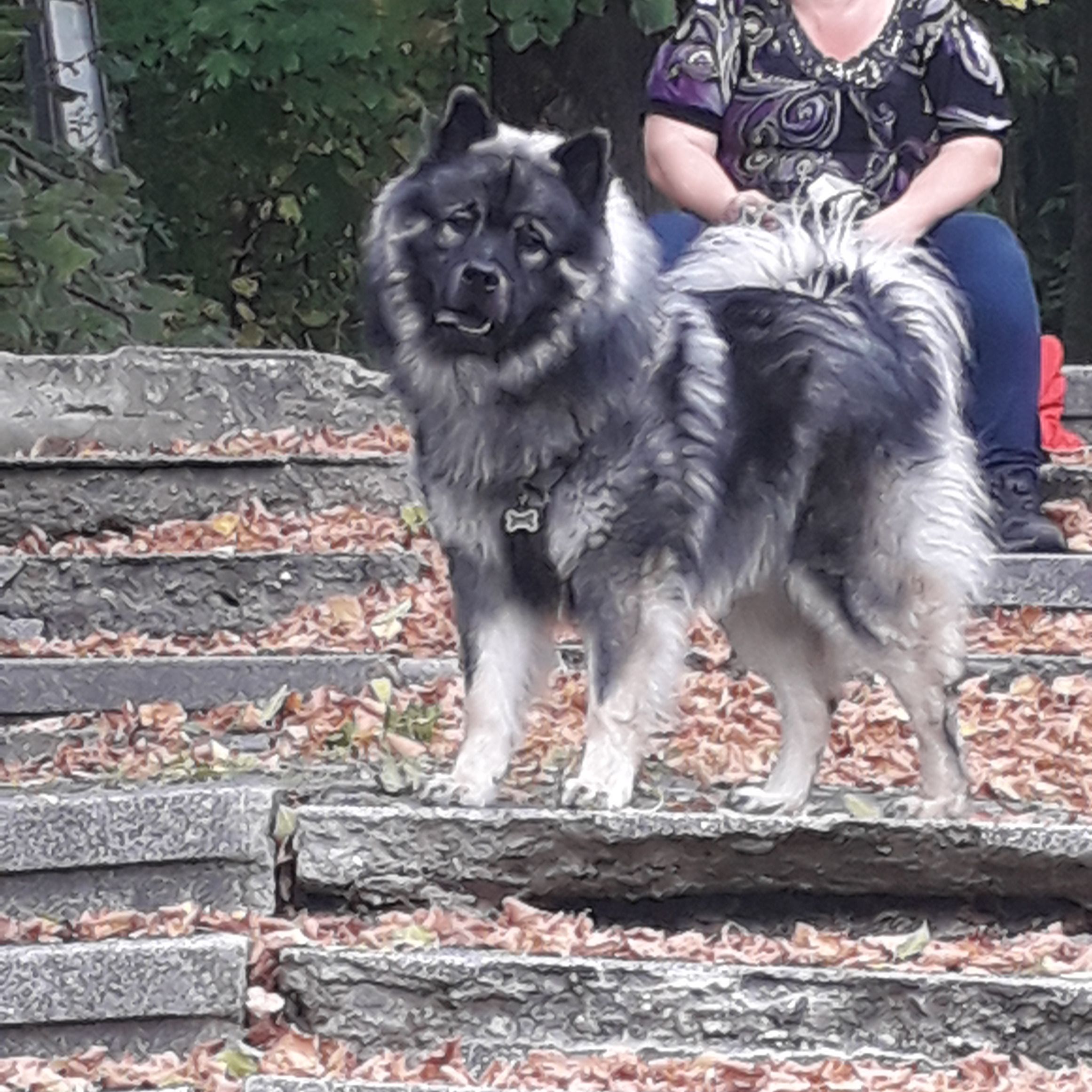 Soutěžní fotografie - Baldur,  Eurasier