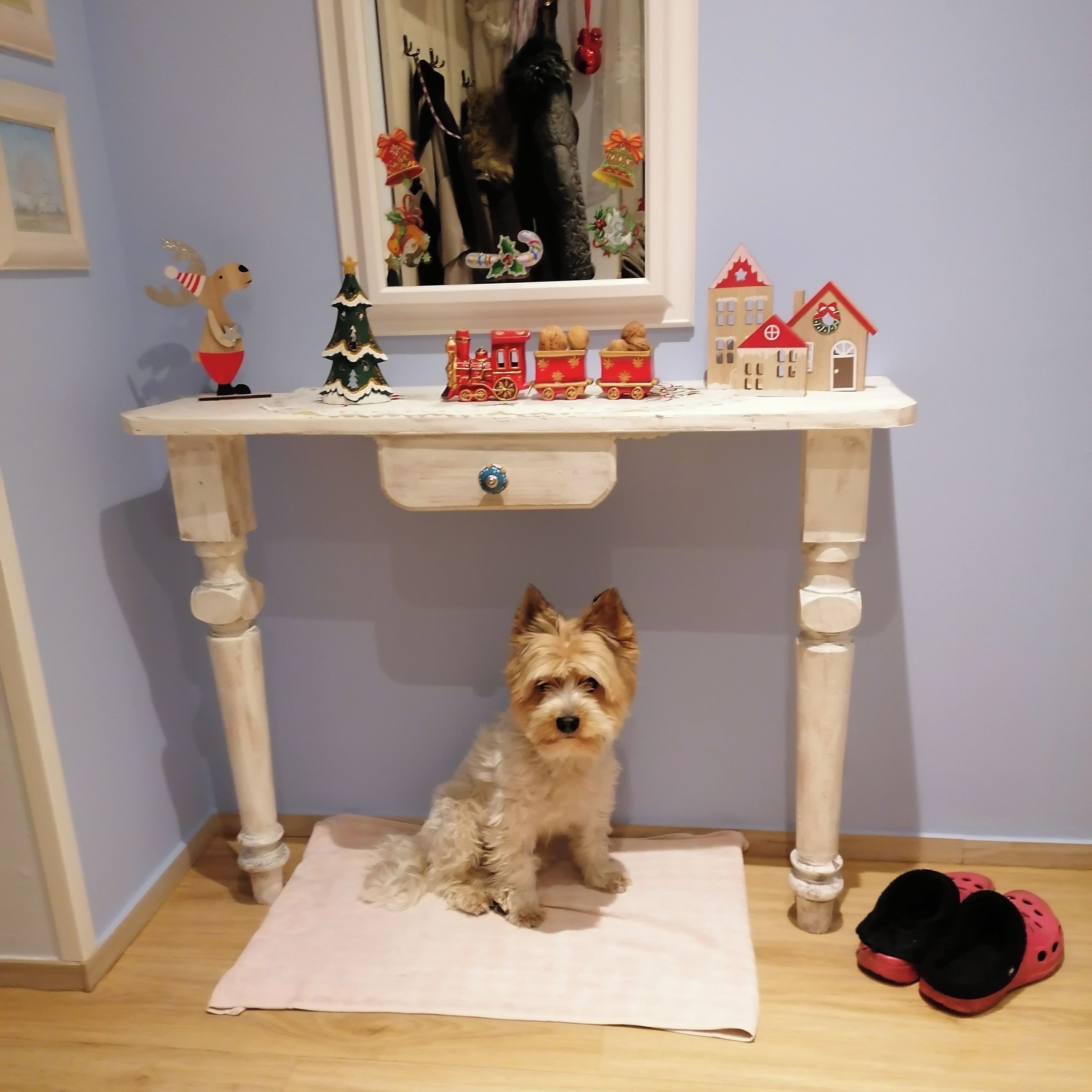 Soutěžní fotografie - Luky,  Yorkšírský terier