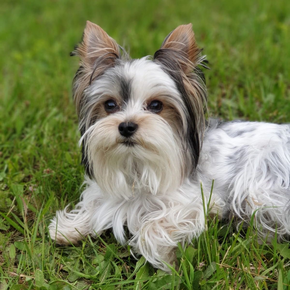 Soutěžní fotografie - Rocky,  Yorkšírský terier