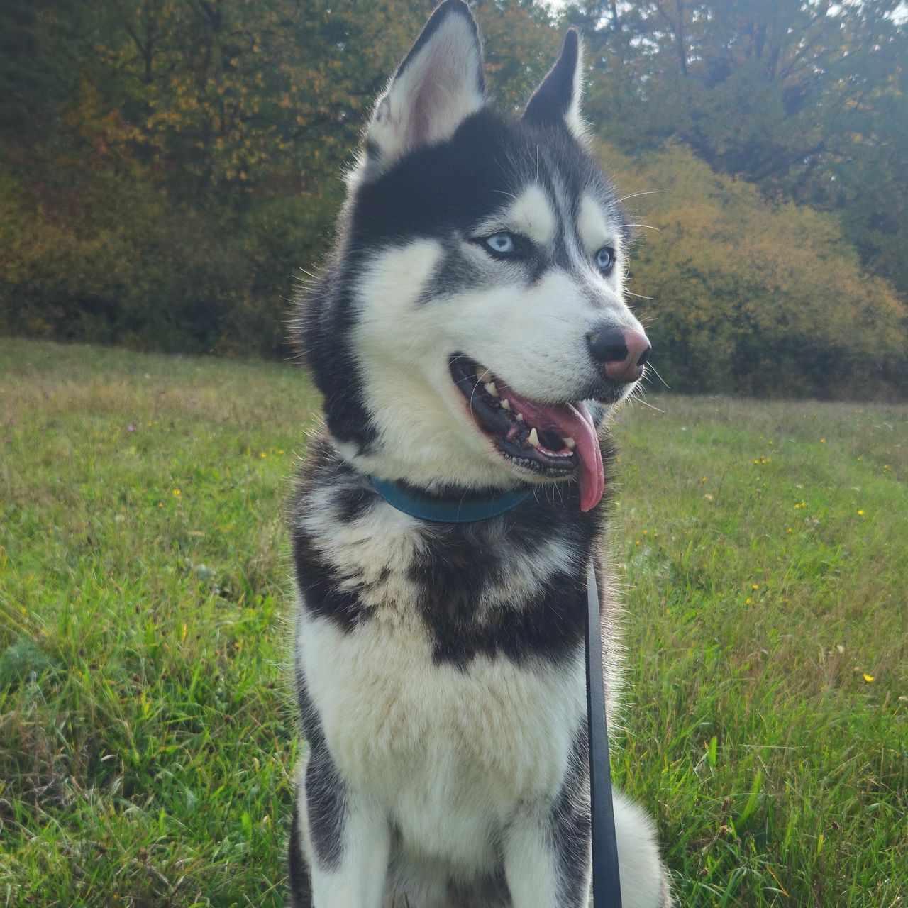 Soutěžní fotografie - Dino,  Sibiřský husky