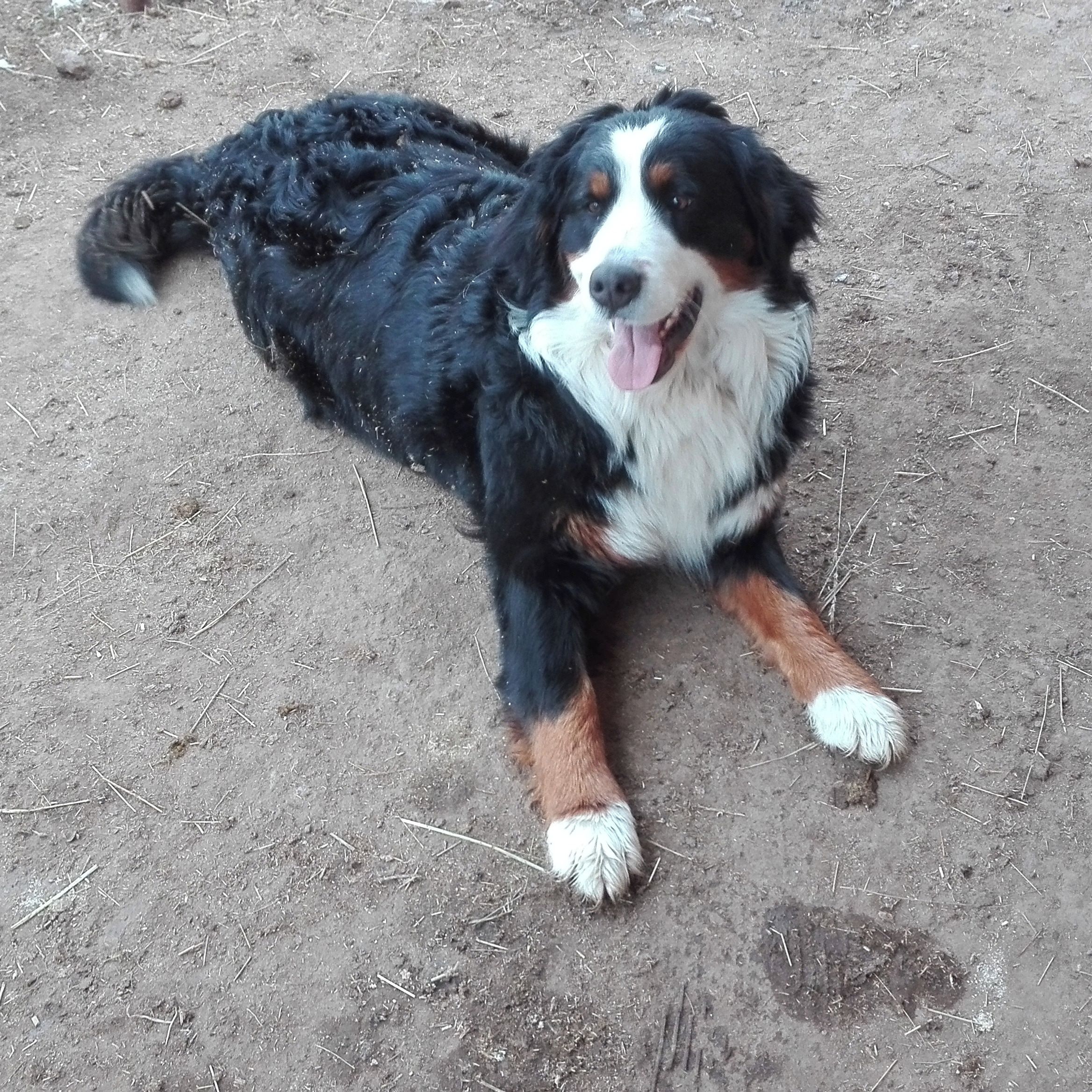 Soutěžní fotografie - Roxana,  Bernský salašnický pes