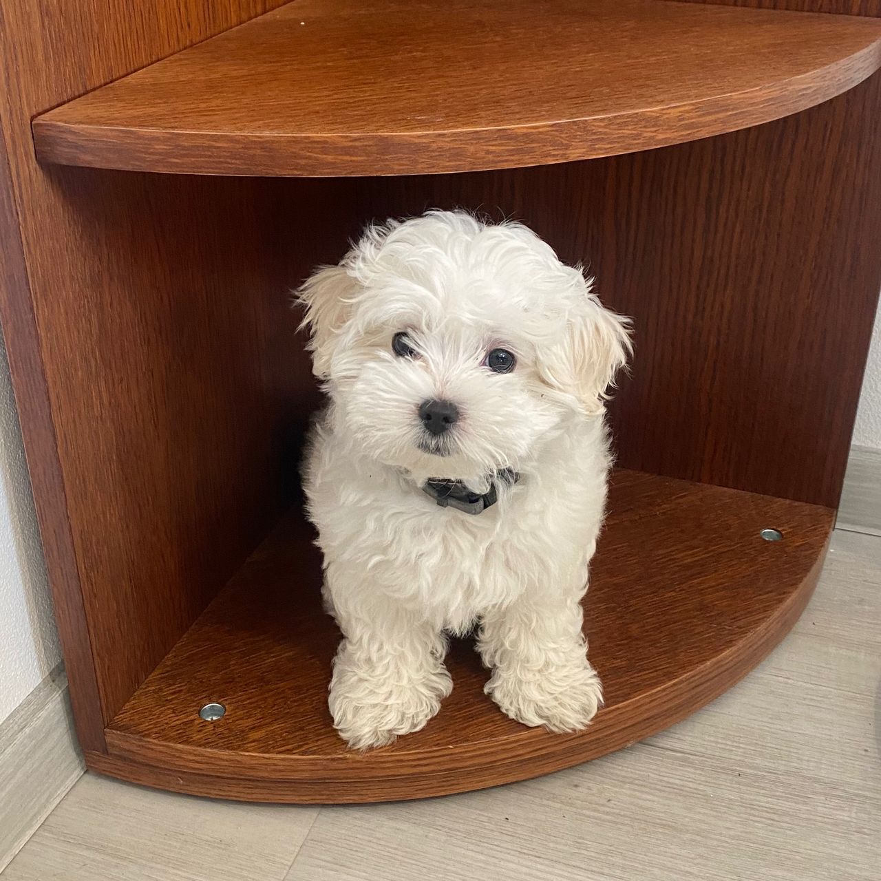 Soutěžní fotografie - Jakoty,  Maltézský psík