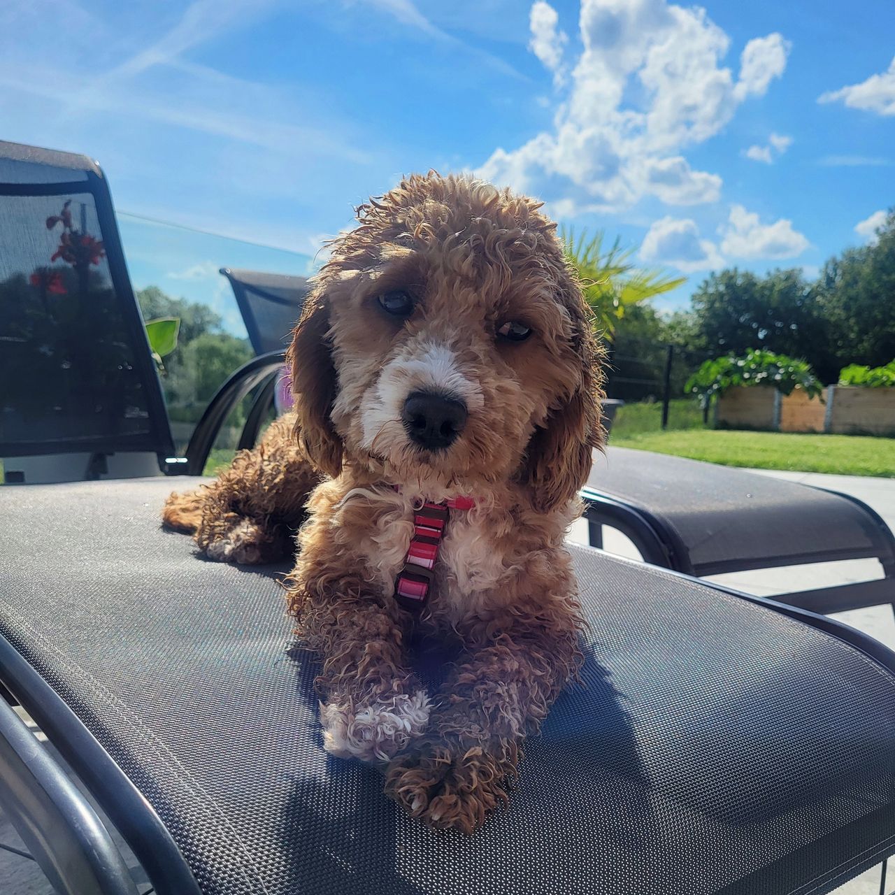 Soutěžní fotografie - Lili,  Ostatní