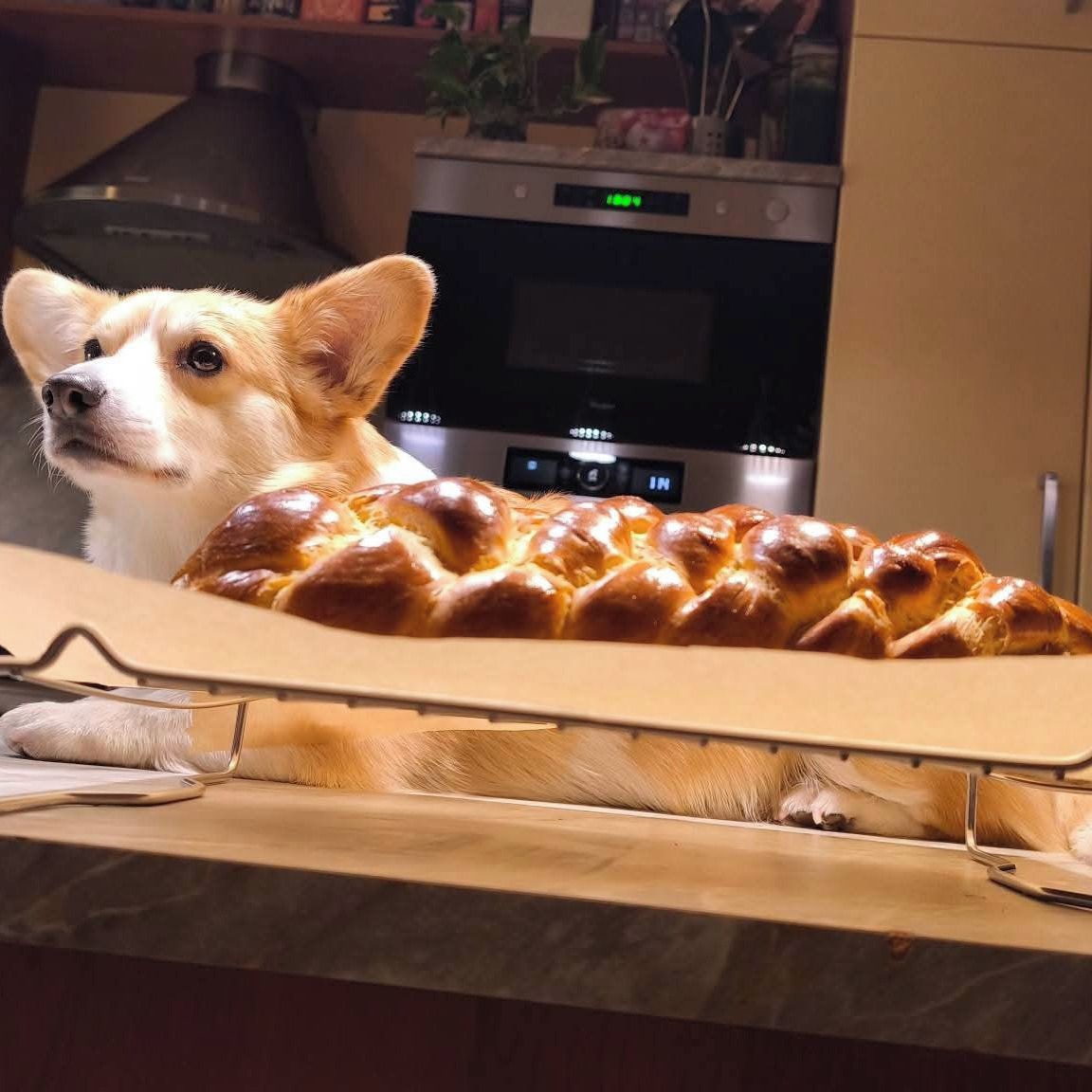 Soutěžní fotografie - Ginger,  Welsh Corgi Pembroke