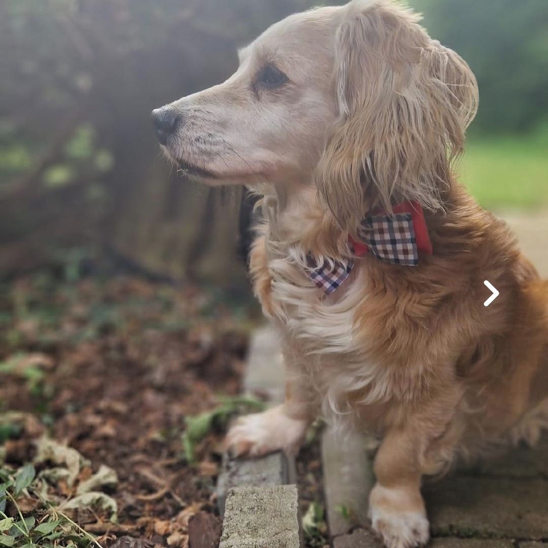 Soutěžní fotografie - Ronald Weasley,  Jezevčík