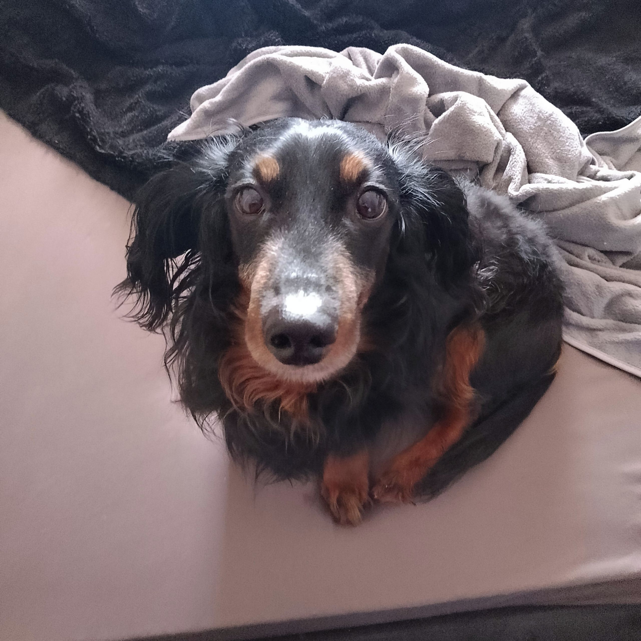 Soutěžní fotografie - Trdlik,  Jezevčík