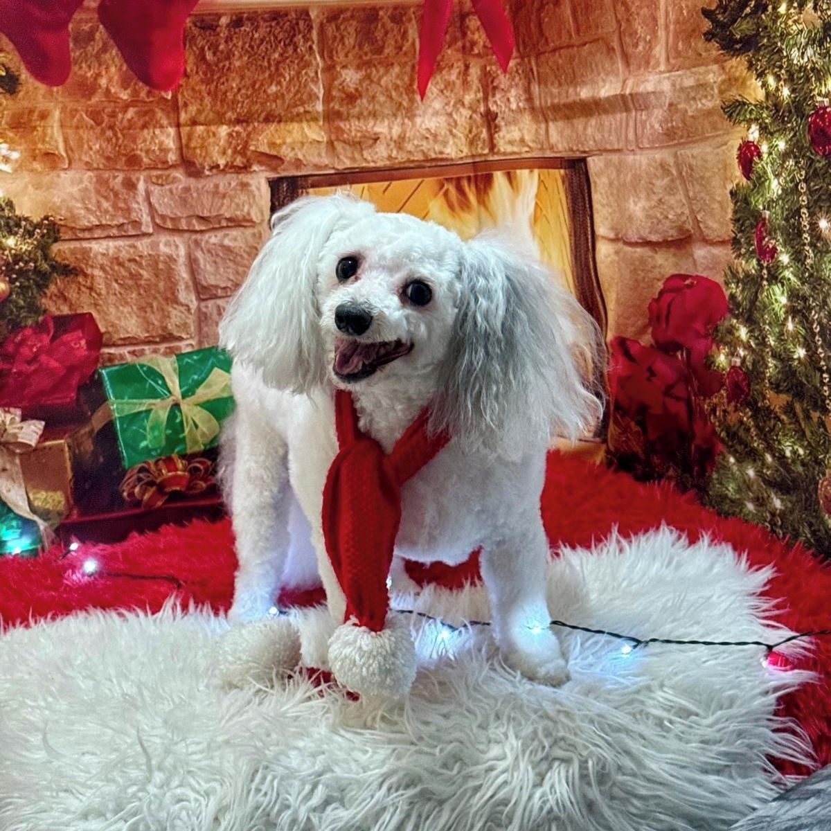 Soutěžní fotografie - Flíček,  Boloňský psík