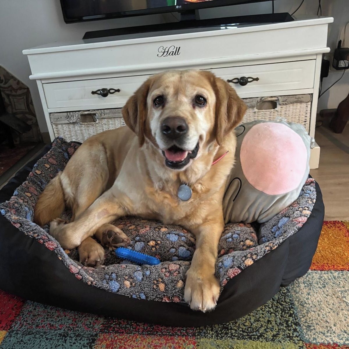 Soutěžní fotografie - Pixí,  Labradorský retriever