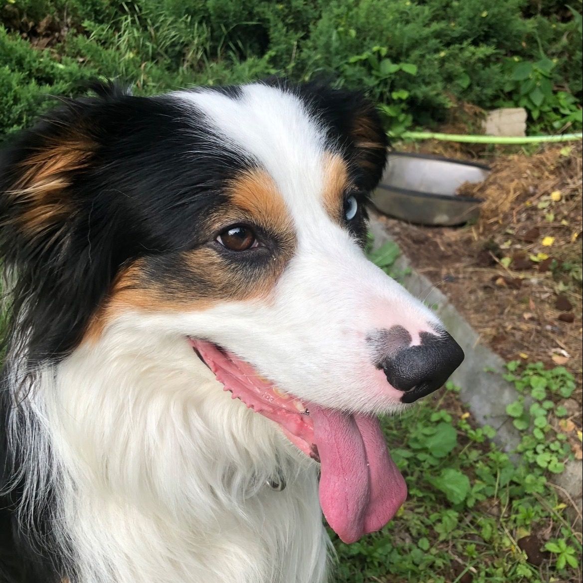 Soutěžní fotografie - Kai,  Australský ovčák