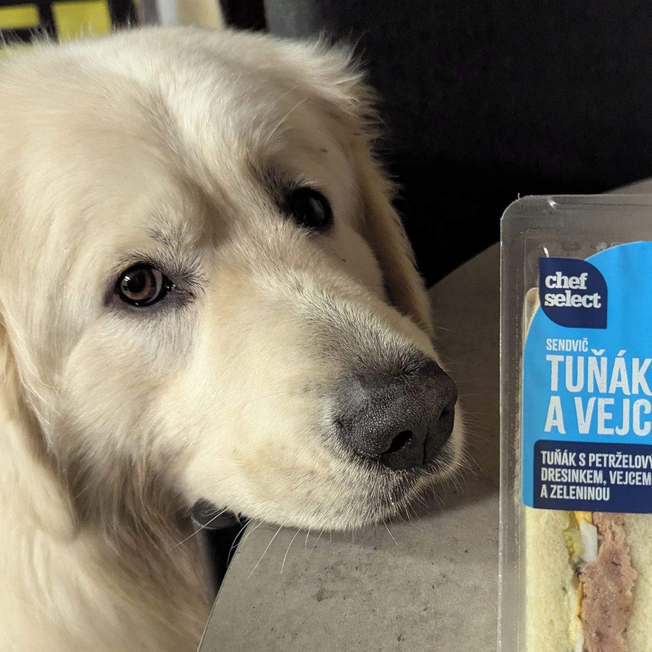 Soutěžní fotografie - Zaraki,  Slovenský čuvač