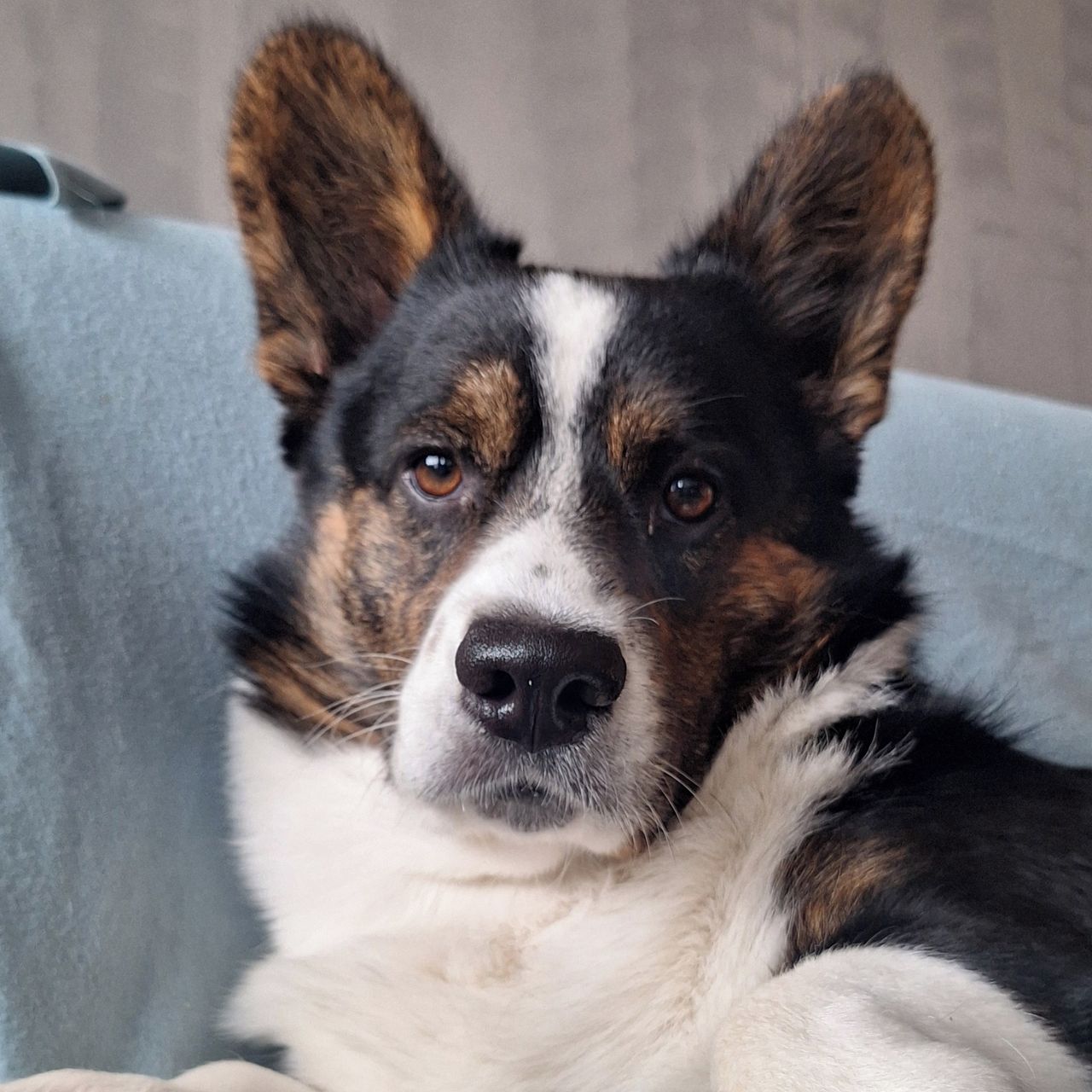 Soutěžní fotografie - Olda,  Welsh Corgi Cardigan