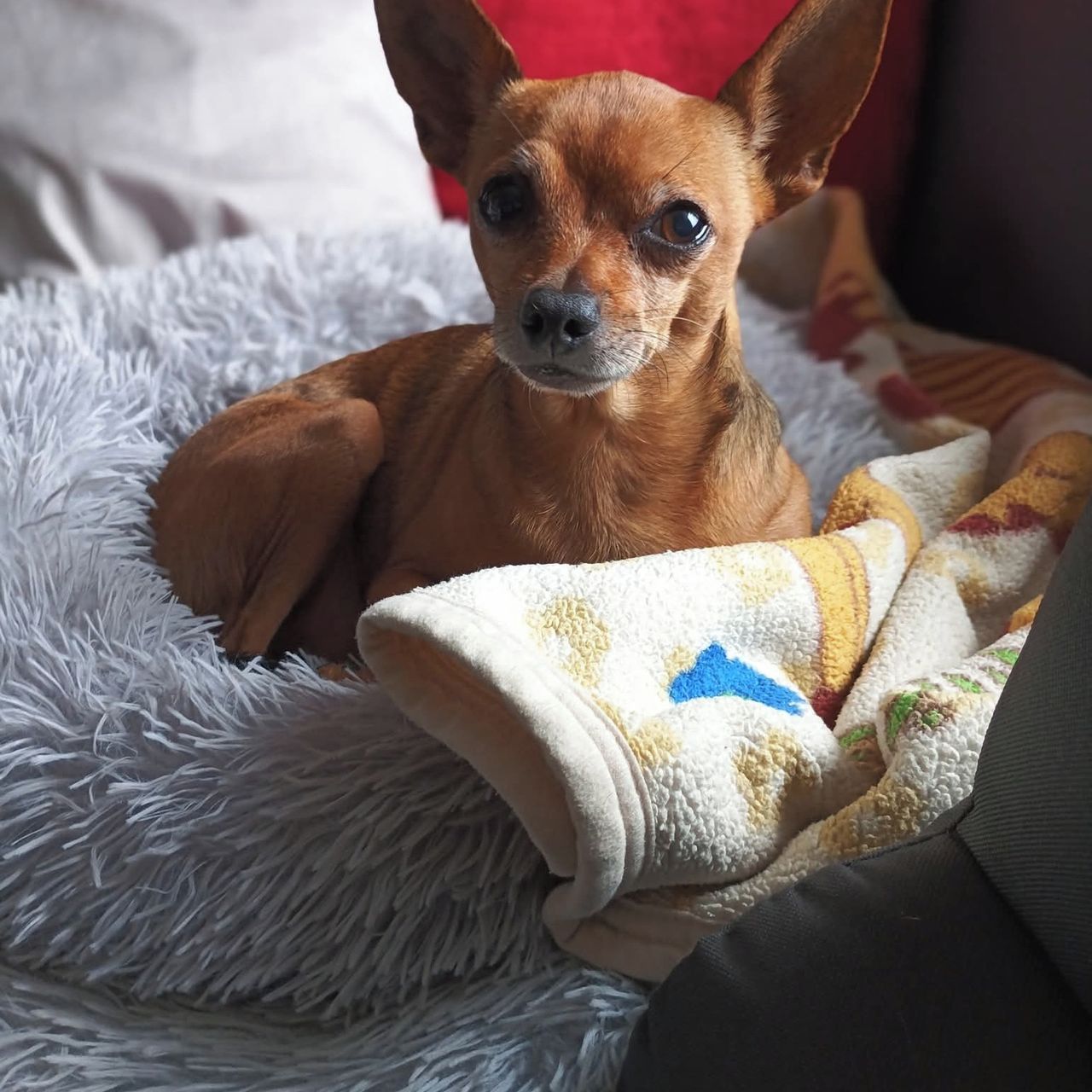 Soutěžní fotografie - Tobi,  Pražský krysařík