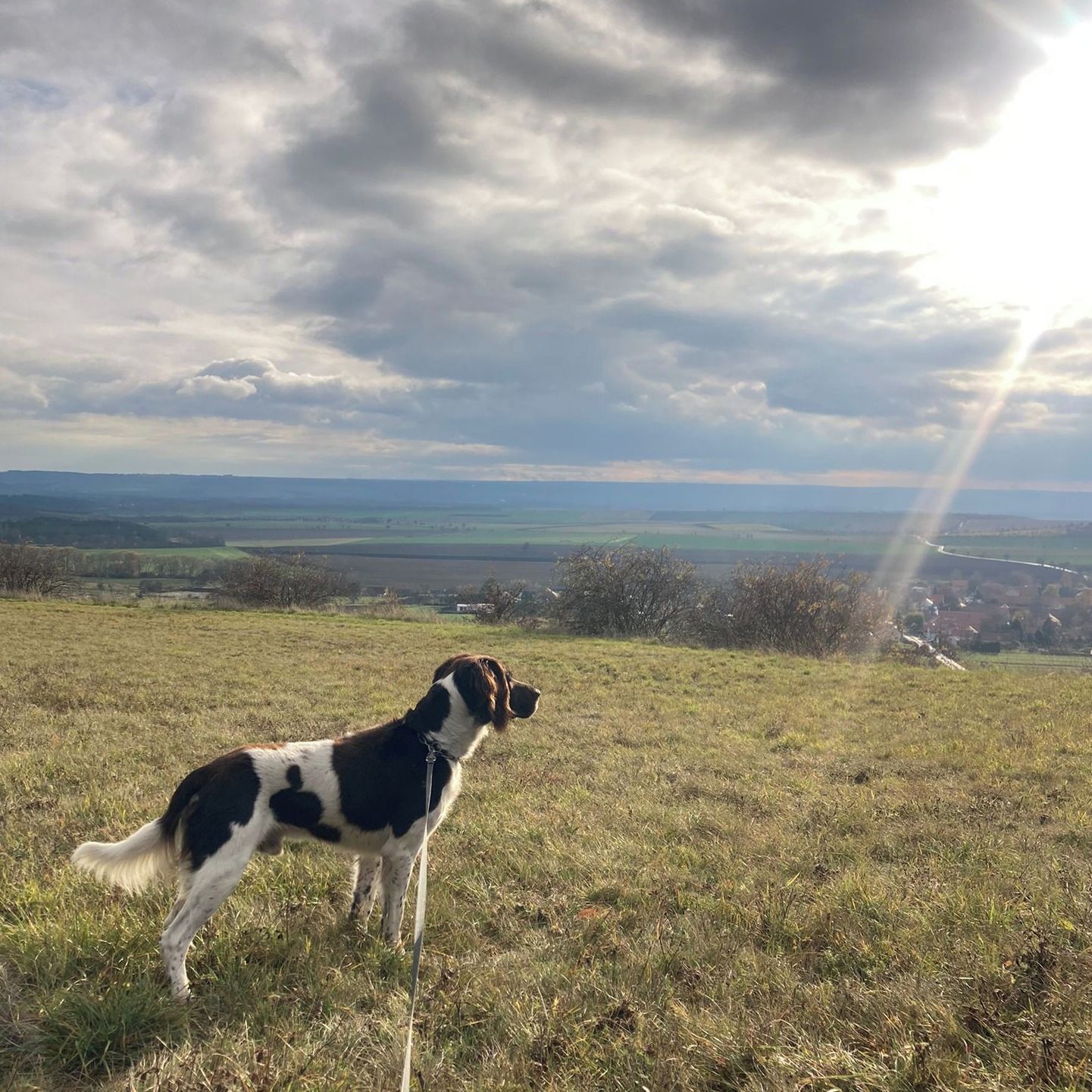 Soutěžní fotografie - Aran,  Malý münsterlandský ohař