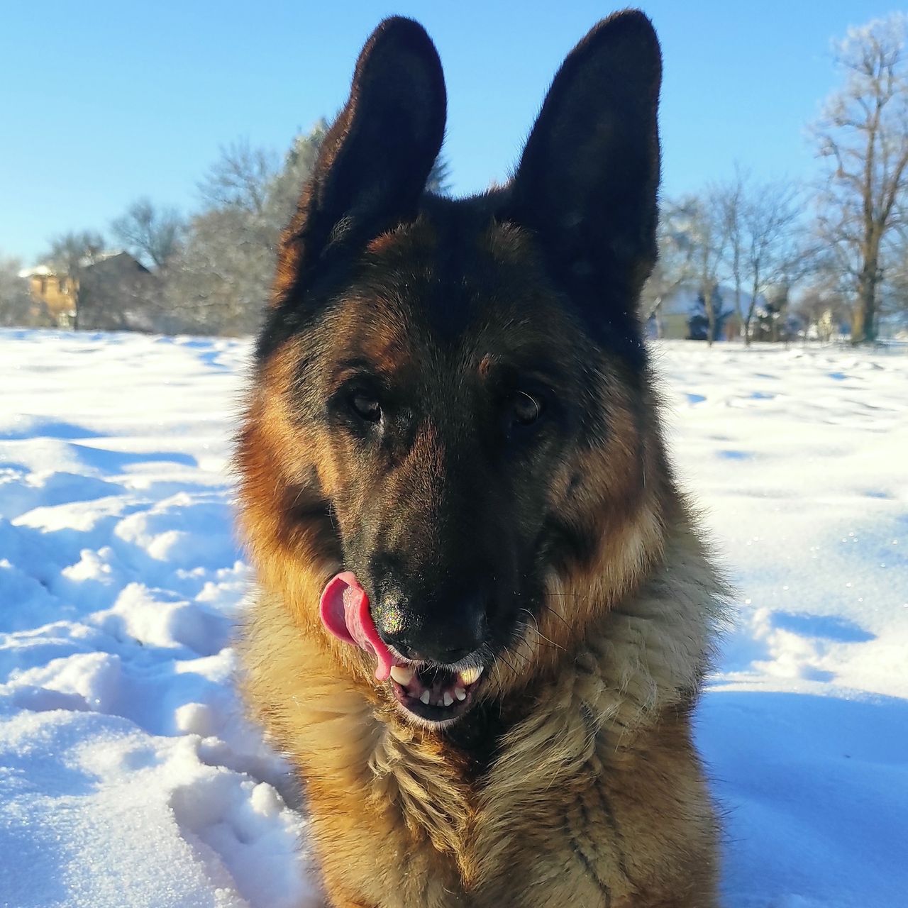 Soutěžní fotografie - Rony,  Německý ovčák