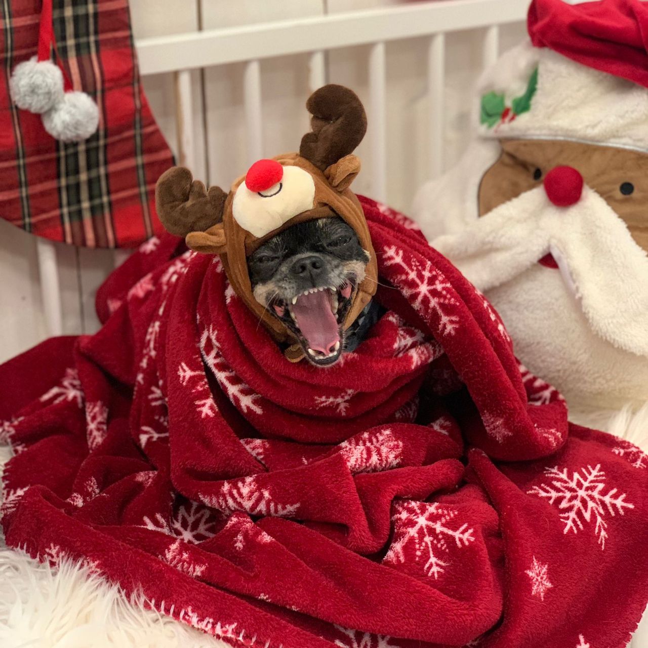 Soutěžní fotografie - Maruška,  Ostatní