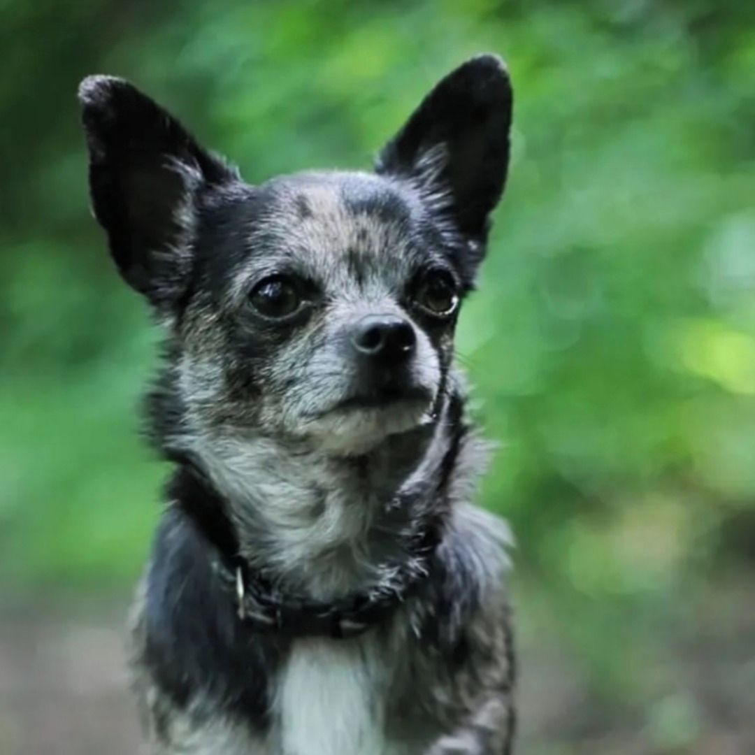 Soutěžní fotografie - Alfons,  Čivava