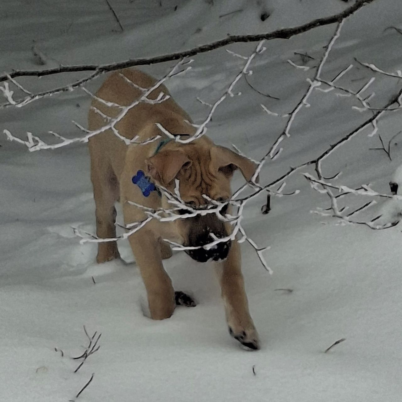 Soutěžní fotografie - Asmodeus,  Uruguajský cimarron