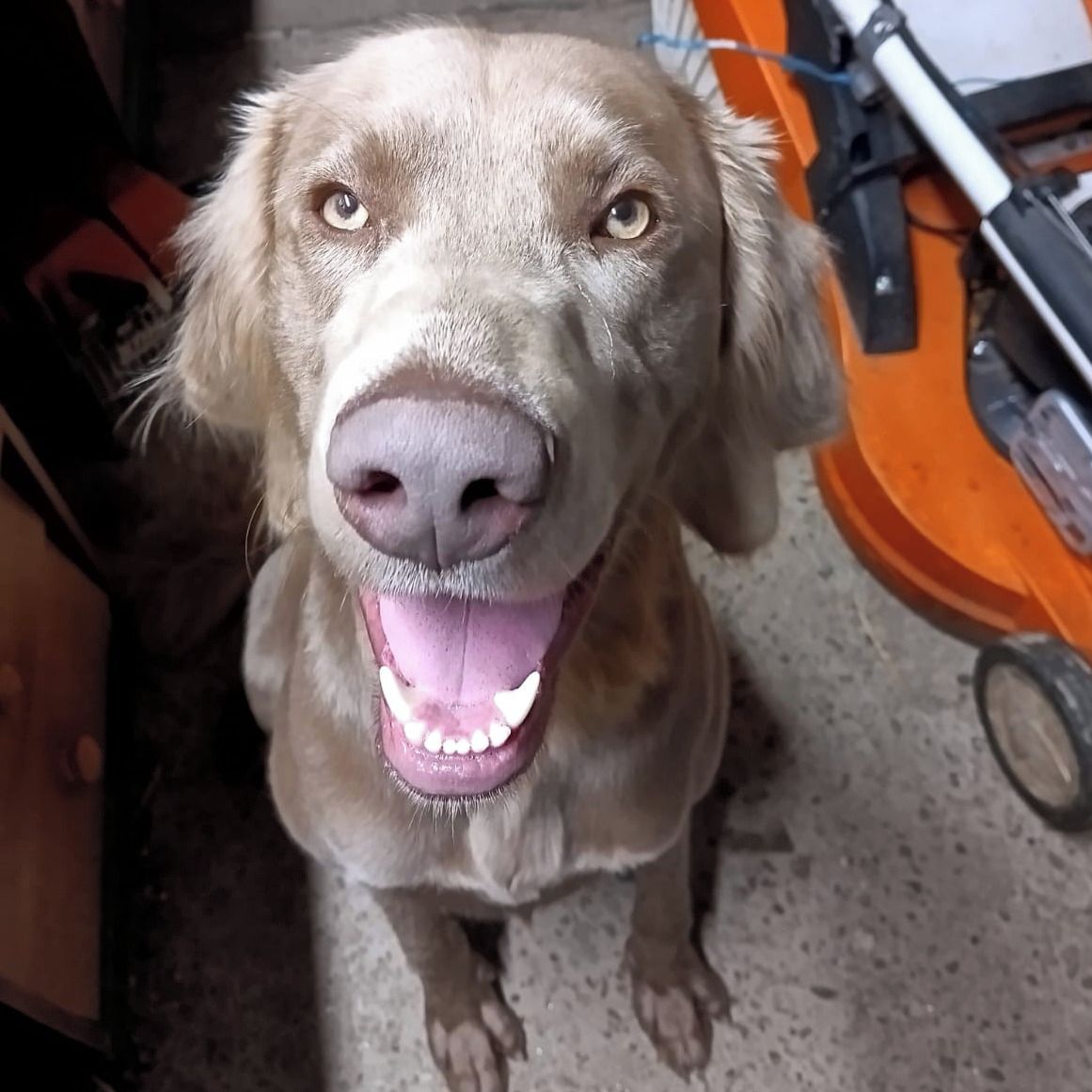 Soutěžní fotografie - Baďo,  Výmarský ohař