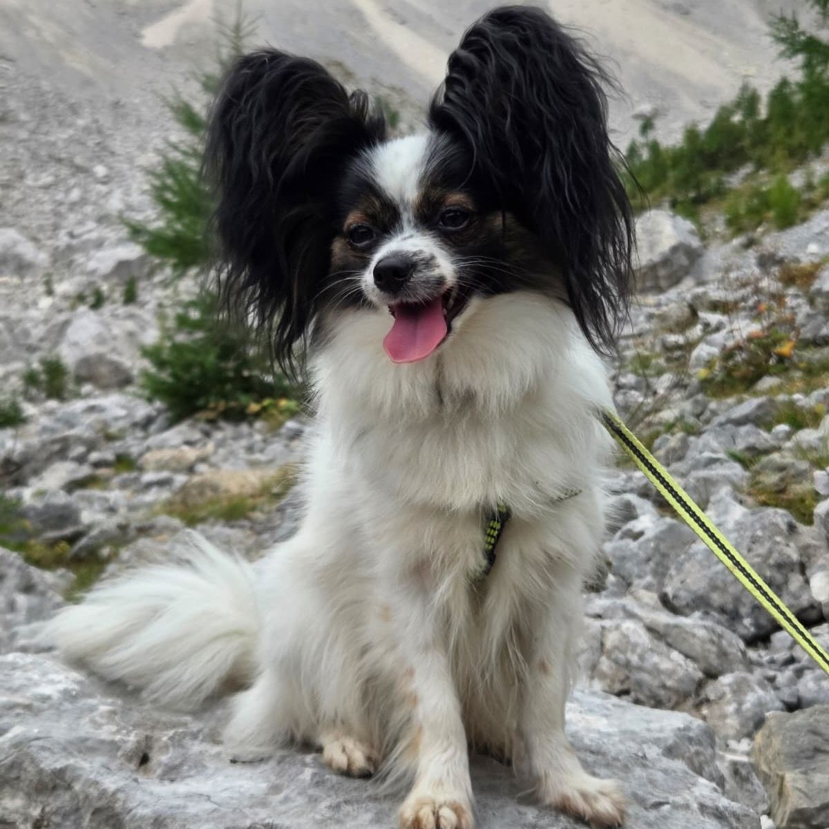 Soutěžní fotografie - Cipinka,  Papillon