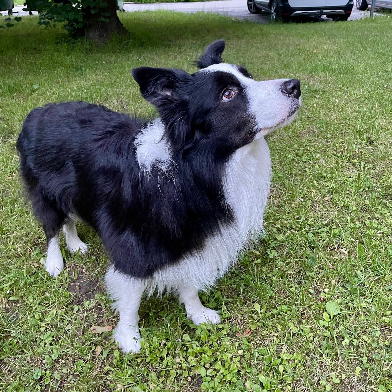 Soutěžní fotografie - Arnie,  Border kolie