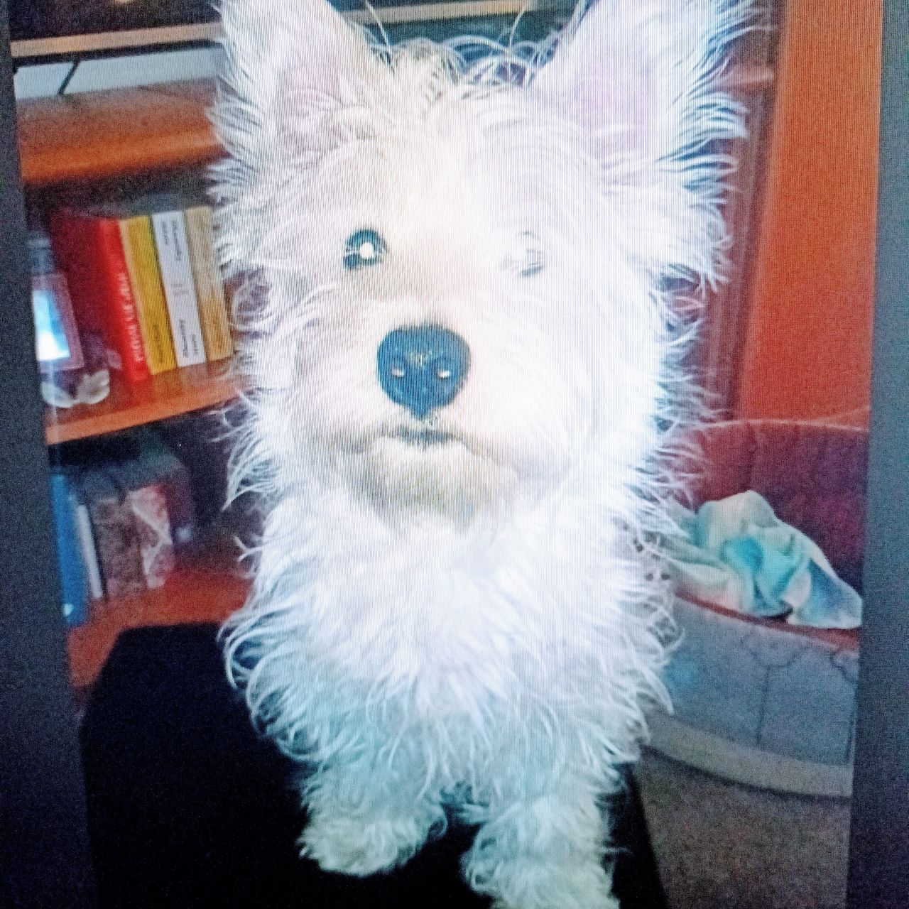 Soutěžní fotografie - Falco,  West Highland White Terrier